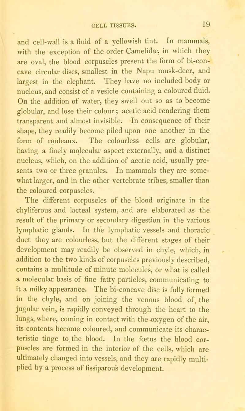 and cell-wall is a fluid of a yellowish tint. In mammals, wdth the exception of the order Camelidae, in which they are oval, the blood corpuscles present the form of bi-con- cave circular discs, smallest in the Napu musk-deer, and largest in the elephant. They have no included body or nucleus, and consist of a vesicle containing a coloured fluid. On the addition of water, they swell out so as to become globular, and lose their colour; acetic acid rendering them transparent and almost invisible. In consequence of their shape, they readily become piled upon one another in the form of rouleaux. The colourless cells are globular, having a finely molecular aspect externally, and a distinct nucleus, which, on the addition of acetic acid, usually pre- sents two or three granules. In mammals they are some- what larger, and in the other vertebrate tribes, smaller than the coloured corpuscles. The different corpuscles of the blood originate in the chyliferous and lacteal system, and are elaborated as the result of the primary or secondary digestion in the various lymphatic glands. In the lymphatic vessels and thoracic duct they are colourless, but the different stages of their development may readily be observed in chyle, which, in addition to the two kinds of corpuscles previously described, contains a multitude of minute molecules, or what is called a molecular basis of fine fatty particles, communicating to it a milky appearance. The bi-concave disc is fully formed in the chyle, and on joining the venous blood of, the jugular vein, is rapidly conveyed through the heart to the lungs, where, coming in contact with the oxygen of the air, its contents become coloured, and communicate its charac- teristic tinge to, the blood. In the foetus the blood cor- puscles are formed in the interior of the cells, which are ultimately changed into vessels, and they are rapidly multi- plied by a process of fissiparous development.