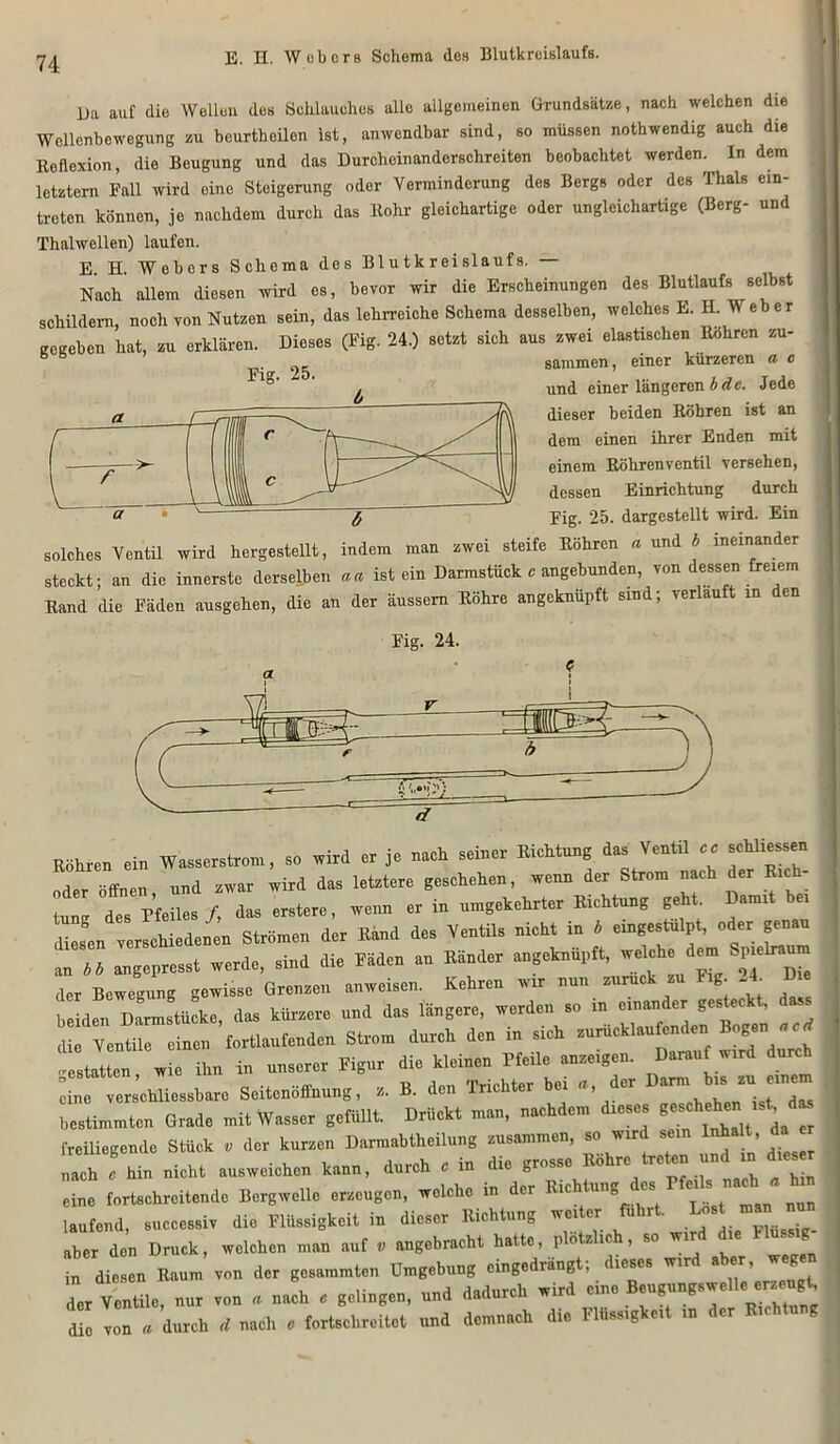 Ea auf die Wellen des Schlauches alle allgemeinen Grundsätze, nach welchen die Wellenbewegung zu beurtheilen ist, anwendbar sind, so müssen nothwendig auch die Reflexion, die Beugung und das Durcheinanderschreiten beobachtet werden. In dem letztem Fall wird eine Steigerung oder Verminderung des Bergs oder des Thals ein- treten können, je nachdem durch das Rohr gleichartige oder ungleichartige (Berg- und Thalwellen) laufen. E H. Webers Schema des Blutkreislaufs. Nach allem diesen wird es, bevor wir die Erscheinungen des Blutlaufs selbst schildern, noch von Nutzen sein, das lehrreiche Schema desselben, welches E. H W eher gegeben hat, zu erklären. Dieses (Fig. 24.) setzt sich aus zwei elastischen Röhren zu- b 25 sammen, einer kürzeren a c D' ' und einer längeren bdc. Jede dieser beiden Röhren ist an dem einen ihrer Enden mit einem Röhrenventil versehen, dessen Einrichtung durch Fig. 25. dargestellt wird. Ein solches Ventil wird hergestellt, indem man zwei steife Röhren a und b ineinander steckt; an die innerste derselben aa ist ein Darmstück c angebunden, von dessen freiem Rand die Fäden ausgehen, die au der äussem Röhre angeknüpft sind; verlauft in den Fig. 24. Rühren «in Wasserst,.«, e» wird er j« „aeh seiner Kichtnng da. Ventil .. sehlies..» , ..ff pn und zwar wird das letztere geschehen, wenn der Strom nach der Rich- L ts Pfeües /, das erstere, wenn er in umgekehrter Richtung geht. Damit bei diesen verschiedenen Strömen der Rand des Ventils nicht in b emgestulpt, oder genau an „i angepresst «erde, sind die Me» an Ränder .„geknüpft, welch« den■ Spiel»» de, Bewegung gewiss. Grense« «»weisen. Kehre» » »»» “ Fl«' 24 nLstiiek. das kürzere u»d das längere, werden so in «ander ge.teekt, dass ulenden Strom dureh de» in sieh  .»estatten wie ihn in unserer Figur die kleinen Pfeile anzeigen. Darauf wird durch eine vcrs’chliessbarc Seitenöffnung, z. B. den Trichter bei « der Dar*^™| bestimmten Grade mit Wasser gefüllt. Drückt man, nachdem dieses geschehe«; du freiliegende Stück . der kurzen Darmabtheilung zusammen, - wird sein Inhalt, nach e hin nicht ausweichon kann, durch c in die grosso o rc I le fortschreitende Bergwelle erzeugen, welche in der laufend, successiv die Flüssigkeit in dieser Richtung weiter fuhrt. Lost man nun J aber den Druck, welchen man auf v angebracht hatte, plötzlich, so wir ie ms I . diese» Raum von de, gerammte» Umgebung eingedräugtf dt.se. wtrd ab«, de, Ventil«, nur ...» . „aeh . gelinge», «»d dadurch wird e». B.ugu.gaw.U. m»gh die von a durch (l nach c fortschreitet und demnach die F tissig ci in < er
