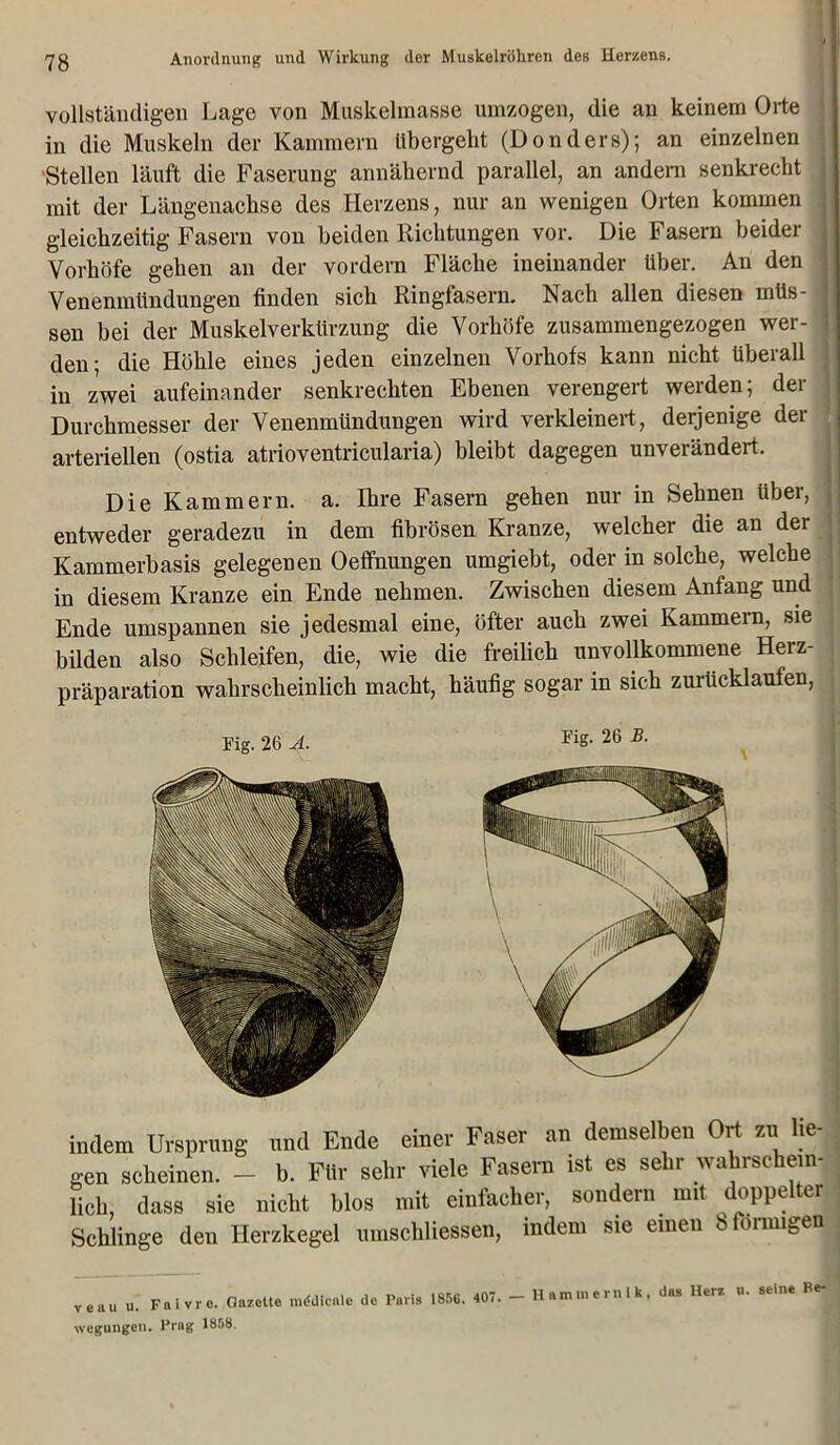 vollständigen Lage von Muskelmasse umzogen, die an keinem Orte in die Muskeln der Kammern übergeht (Donders); an einzelnen Stellen läuft die Faserung annähernd parallel, an andern senkrecht mit der Längenachse des Herzens, nur an wenigen Orten kommen gleichzeitig Fasern von beiden Richtungen vor. Die Fasern beider Vorhöfe gehen an der vordem Fläche ineinander über. An den Venenmündungen finden sich Ringfasern. Nach allen diesen müs- | sen bei der Muskelverkürzung die Vorhöfe zusammengezogen wer- den; die Höhle eines jeden einzelnen Vorhofs kann nicht überall in zwei aufeinander senkrechten Ebenen verengert werden; der Durchmesser der Venenmündungen wird verkleinert, derjenige der arteriellen (ostia atrioventricularia) bleibt dagegen unverändert. Die Kammern, a. Ihre Fasern gehen nur in Sehnen über, entweder geradezu in dem fibrösen Kranze, welcher die an der Kammerbasis gelegenen Oeffnungen umgiebt, oder in solche, welche in diesem Kranze ein Ende nehmen. Zwischen diesem Anfang und Ende umspannen sie jedesmal eine, öfter auch zwei Kammern, sie bilden also Schleifen, die, wie die freilich unvollkommene Herz- präparation wahrscheinlich macht, häufig sogar in sich zurücklaufen, Fig. 26 A. FiS- 26 B- indem Ursprung und Ende einer Faser an demselben Ort zu he- , gen scheinen. - b. Für sehr viele Fasern ist es sehr wahrschein- lich, dass sie nicht blos mit einfacher, sondern mit doppelter Schlinge deu Herzkegel umschliessen, indem sie einen b Porungen venu u. Fa i vre. Gazette m<?dicalc de Paris 1856. 407. wegungen. Prag 1858. Hamtnernik, das Herz u. seine Be-