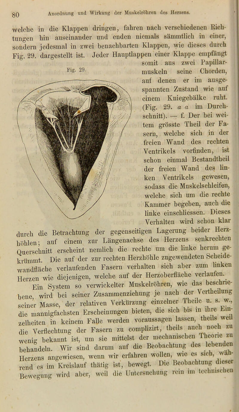 welche in die Klappen dringen, fahren nach verschiedenen Rich- tungen hin auseinander und enden niemals sämmtlich in einer, sondern jedesmal in zwei benachbarten Klappen, wie dieses durch Fig. 29. dargestellt ist. Jeder Hauptlappen einer Klappe empfängt somit aus zwei Papillar- 29 • muskeln seine Chorden, auf denen er im ausge- spannten Zustand wie auf einem Kniegebälke ruht. (Fig. 29. a a im Durch- schnitt). — f. Der bei wei- tem grösste Theil der Fa- sern, Welche sich in der freien Wand des rechten Ventrikels vorfinden, ist schon einmal Bestandtheil der freien Wand des lin- ken Ventrikels gewesen, sodass die Muskelschleifen, welche sich um die rechte Kammer begehen, auch die linke einschliessen. Dieses Verhalten wird schon klar durch die Betrachtung der gegenseitigen Lagerung beider Herz- höhlen; auf einem zur Längenachse des Herzens senkrechten Querschnitt erscheint nemlich die rechte um die linke herum ge- krümmt. Die auf der zur rechten Herzhöhle zugewendeten Scheide- wandfläche verlaufenden Fasern verhalten sich aber zum linken Herzen wie diejenigen, welche auf der Herzoberfläche verlauten. Ein System so verwickelter Muskelröhren, wie das beschrie- bene wird hei seiner Zusammenziehung je nach der Vertheilung seiner Masse, der relativen Verkürzung einzelner Tlieile u. s. w., die mannigfachsten Erscheinungen bieten, die sich bis m ihre Ein- zelheiten in keinem Falle werden Voraussagen lassen, theils weil die Verflechtung der Fasern zu complizirt, theils auch noc zu wenig bekannt ist, um sie mittelst der mechanischen Theorie zu behandeln. Wir sind darum auf die Beobachtung des lebenden Herzens angewiesen, wenn wir erfahren wollen, wie es sich, wä rend es im Kreislauf tliätig ist, bewegt. Die Beobachtung dieser Bewegung wird aber, weil die Untersuchung rein im technischen