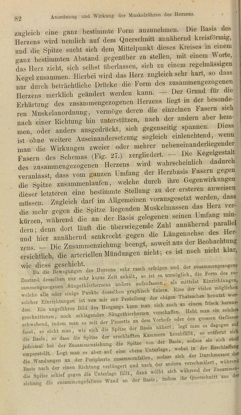 zugleich eine ganz bestimmte Form anzunehmen. Die Basis des Herzens wird nemlioh auf dem Querschnitt annähernd kreisförmig, und die Spitze sucht sich dem Mittelpunkt dieses Kreises m einem ganz bestimmten Abstand gegenüber zu stellen, mit einem Wor e, das Herz zieht, sich selbst überlassen, sich zu einem regelmassigen Ke0>el zusammen. Hierbei wird das Herz zugleich sein halt, so mu durch beträchtliche Drücke die Form des zusammengezogenen Herzens merklich geändert werden kann. — Der Grund für die Erhärtung des zusammengezogenen Herzens liegt in ei jeson e reu Muskelanordnung, vermöge deren die einzelnen Fasern sich nach einer Richtung hin unterstützen, nach der andern aber he men, oder anders ausgedrückt, sich gegenseitig spannen. Diess ist ohne weitere Auseinandersetzung sogleich einleuchtend, wenn man die Wirkungen zweier oder meiner nebeneinanderlieg^to Fasern des Schemas (Fig. 27.) zerghedert. - Die Kege^estelt des zusammengezogenen Herzens wird wahrscheinlich daduich e anlässt dass vom ganzen Umfang der Herzbasis Fasern gegen Ä Zusammenhalten, welche durch ihre Gegenwirkungen dieser letzteren eine bestimmte Stellung zu der ersteren anweisen müssen Zugleich darf im Allgemeinen vorausgesetzt werden, dass die mehr gegen die Spitze liegenden Muskelmassen das Herz ver- kürzen wlbend die an der Basis gelegenen seinen Umfang min- dern- denn dort läuft die überwiegende Zahl annähernd pai und hier annähernd senkrecht gegen die Langenachse des zens - Die Zusaniinenziehung beengt, soweit aus der Beobachtung ersichtlich, die arteriellen Mündungen nicht; es ist noch nicht k. , r“ck rf“T.'S- Zustand desselben nur sehr kurze Zeit anhält, so ist es nnmog, n sammengezogenen Säugethierherzens anders möglil« welcbe alle oder einige Punkte desS° deJ. obigcn Thatsaclien benutzt wor- solclior Einrichtungen ist von mir z ° einem friscb heraus- den. Ein ungefähres Bild des Hergangs kann man *^ dn ^ geschnittenen, noch schlagenden Säugethierherzcn • GefaSson »oWobci.d, ind™ in.» » mit d« “ 1 - dw »f fasst, so sicht man, wie sieh die >-l'i • Kammern herahfällt, so entfernt sieh die Basis, so dass die Spitze der erschln o • südnss sie gi0h steif jedesmal hei der Zusammenziehung die Spi ze b i in der Erschlaffung emperstel.lt. Legt man es aber auf eine eben. Unterlag, wobei » ^ ^ die Wandungen an der Peripherie zusammontaU , ^ verschmälert, während Basis nach der einen Richtung verlängert und wahrend Jcr Zusammen- die Spitze schief gegen die Unterlage fallt, dann n • Q lnliu ans der Ziehung die zusammengofallcne Wand an der Basis, indem ihr Qucrscl.n