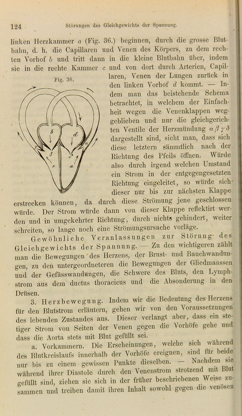 linken Herzkammer a (Fig. 36.) beginnen, durch die grosse Blut- bahn, d. h. die Capillaren und Venen des Körpers, zu dem rech- ten Vorhof b und tritt dann sie in die rechte Kammer Fig. 36. in die kleine Blutbahn über, indem und von dort durch Arterien, Capil- laren, Venen der Lungen zurück in den linken Vorhof d kommt. — In- dem man das beistehende Schema betrachtet, in welchem der Einfach- heit wegen die Venenklappen weg- geblieben und nur die gleichgerich- ten Ventile der Herzmündung aß yd dargestellt sind, sieht man, dass sich diese letztem sämmtlich nach der Richtung des Pfeils öffnen. Würde also durch irgend welchen Umstand ein Strom in der entgegengesetzten Richtung eingeleitet, so würde sieh- dieser nur bis zur nächsten Klappe erstrecken können, da durch diese Strömung jene geschlossen würde. Der Strom würde dann von dieser Klappe reflektirt wei- den und in umgekehrter Richtung, durch nichts gehindert, weiter schreiten, so lange noch eine Strömungsursache voiläge. Gewöhnliche Veranlassungen zur Störung- des Gleichgewichts der Spannung. — Zu den wichtigeren zählt man die Bewegungen des Herzens, der Brust- und Bauchwandun- gen, zu den untergeordneteren die Bewegungen der Gliedmaassen und der Gefässwandungen, die Schwere des Bluts, den Lymph- strom aus dem ductus thoracicus und die Absonderung in den Drüsen. 3. Herzbewegung. Indem wir die Bedeutung des Herzens für den Blutstrom erläutern, gehen wir von den Voraussetzungen des lebenden Zustandes aus. Dieser verlangt aber, dass ein ste- tiger Strom von Seiten der Venen gegen die Vorhöfe gehe und dass die Aorta stets mit Blut gelullt sei. a. Vorkammern. Die Erscheinungen, welche sich während des Blutkreislaufs innerhalb der Vorhöfe ereignen, sind tur beide nur bis zu einem gewissen Punkte dieselben. - Nachdem sie während ihrer Diastole durch den Venenstrom strotzend mit Blut gefüllt sind, ziehen sie sich in der früher beschriebenen Weise zu- sammen und treiben damit ihren Inhalt sowohl gegen die venösen