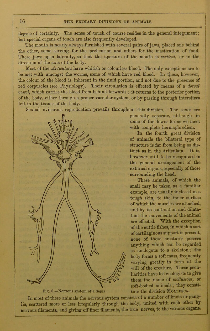 degree of certainty. The sense of touch of course resides in the general integument; but special organs of touch are also frequently developed. The mouth is nearly always furnished with several pairs of jaws, placed one behind the other, some serving for the prehension and others for the mastication of food. These jaws open laterally, so that the aperture of the mouth is vertical, or in the direction of the axis of the body. Most of the Articulata have whitish or colourless blood. The only exceptions are to be met with amongst the worms, some of which have red blood. In these, however, the colour of the blood is inherent in the fluid portion, and not due to the presence of red corpuscles (see Physiology). Their circulation is effected by means of a dorsal vessel, which carries the blood from behind forwards ; it returns to the posterior portion of the body, either through a proper vascular system, or by passing through interstices left in the tissues of the body. Sexual oviparous reproduction prevails throughout this division. The sexes are generally separate, although in some of the lower forms we meet with complete hermaphrodism. In the fourth great division of animals the bilateral type of structure is far from being so dis- tinct as in the Articulata. It is, however, still to be recognized in the general arrangement of the external organs, especially of those surrounding the head. These animals, of which the snail may be taken as a familiar example, are usually inclosed in a tough skin, to the inner surface of which the muscles are attached, and by its contraction and dilata- tion the movements of the animal are effected. With the exception of the cuttle fishes, in which a sort of cartilaginous support is present, none of these creatures possess anything which can be regarded as analogous to a skeleton; the body forms a soft mass, frequently varying greatly in form at the will of the creature. These pecu- liarities have led zoologists to give them the name of molluscous, or soft-bodied animals; they consti- Fig. 6.—Nervous system of a Sepia. tute the division MoLLUSCA. In most of these animals the nervous system consists of a number of knots or gang- lia, scattered more or less irregularly through the body, united with each other by nervous filaments, and giving off finer filaments, the true nerves, to the various organa.