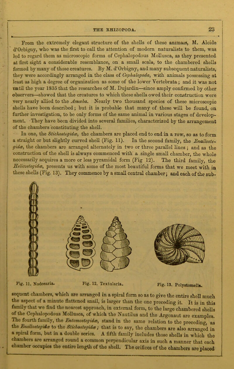 From the extremely elegant structure of the shells of these ammais, M. Alcide d’Orbigny, who was the first to call the attention of modern naturalists to them, was led to regard them as microscopic forms of Cephalopodous Mollusca, as they presented at first sight a considerable resemblance, on a small scale, to the chambered shells formed by many of those creatures. By M. d’ Orbigny, and many subsequent naturalists, they were accordingly arranged in the class of Cephalopoda, with animals possessing at least as high a degree of organization as some of the lower Vertebrata; and it was not until the year 1835 that the researches of M. Dujardin—since amply confirmed by other observers—showed that the creatures to which these shells owed their construction were very nearly allied to the Amoeba. Nearly two thousand species of these microscopic shells have been described; but it is probable that many of these will be found, on further investigation, to be only forms of the same animal in various stages of develop- ment. They have been divided into several families, characterized by the arrangement of the chambers constituting the shell. In one, the Stichostegidce, the chambers are placed end to end in a row, so as to form a straight or but slightly curved shell (Fig. 11). In the second family, the Enalloste- gidee, the chambers are arranged alternately in two or three parallel lines ; and as the construction of the shell is always commenced with a single small chamber, the whole necessarily acquires a more or less pyramidal form (Fig 12). The third family, the Helicostegidce, presents us with some of the most beautiful forms that we meet with in these shells (Fig. 13). They commence by a small central chamber; and each of the sub- Fig. 11. Nodosaria. Fig. 12. Textularia. Fig. 13. Polystomella. sequent chambers, which are arranged in a spiral form so as to give the entire shell much the aspect of a minute flattened snail, is larger than the one preceding it. It is in this family that we find the nearest approach, in external form, to the large chambered shells of the Cephalopodous Mollusca, of which tho Nautilus and tho Argonaut are examples. The fourth family, the Entomoslegid<e, stand in the same relation to the preceding, as the Enalloiiegida to the 8tichostcgid<e ; that is to say, tho chambers are also arranged in a spiral form, but in a double series. A fifth family includes those shells in which tho chambers are arranged round a common perpendicular axis in such a manner that each chamber occupies the entire length of the shell. Tho orifices of the chambers aro placed