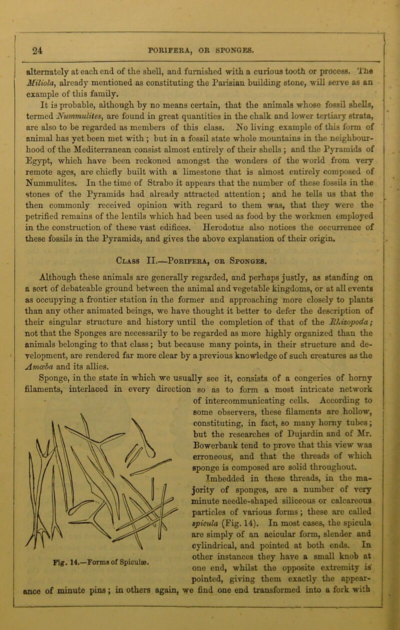 alternately at each end of the shell, and furnished with a curious tooth or process. The Miliola, already mentioned as constituting the Parisian building stone, will serve as an example of this family. It is probable, although by no means certain, that the animals whose fossil shells, termed Nummulites, arc found in great quantities in the chalk and lower tertiary strata, are also to be regarded as members of this class. No living example of this form of animal has yet been met with ; but in a fossil state whole mountains in the neighbour- hood of the Mediterranean consist almost entirely of their shells ; and the Pyramids of Egypt, which have been reckoned amongst the wonders of the world from very remote ages, are chiefly built with a limestone that is almost entirely composed of Nummulites. In the time of Strabo it appears that the number of these fossils in the stones of the Pyramids had already attracted attention; and he tells us that the then commonly received opinion with regard to them was, that they were the petrified remains of the lentils which had been used as food by the workmen employed in the construction of these vast edifices. Herodotus also notices the occurrence of these fossils in the Pyramids, and gives the above explanation of their origin. Class II.—Porifera, or Sponges. Although these animals are generally regarded, and perhaps justly, as standing on a sort of debateable ground between the animal and vegetable kingdoms, or at all events as occupying a frontier station in the former and approaching more closely to plants than any other animated heings, we have thought it better to defer the description of their singular structure and history until the completion of that of the Jildzopoda; not that the Sponges are necessarily to be regarded as more highly organized than the animals belonging to that class; but because many points, in their structure and de- velopment, are rendered far more clear by a previous knowledge of such creatures as the Amoeba and its allies. Sponge, in the state in which we usually see it, consists of a congeries of homy filaments, interlaced in every direction so as to form a most intricate network of intercommunicating cells. According to some observers, these filaments are hollow, constituting, in fact, so many homy tubes; but the researches of Dujardin and of Mr. Bowerbank tend to prove that this view was erroneous, and that the threads of which sponge is composed are solid throughout. Imbedded in these threads, in the ma- jority of sponges, are a number of very minute needle-shaped siliceous or calcareous particles of various forms; these are called spicula (Fig. 14). In most cases, the spicula are simply of an acicular form, slender and cylindrical, and pointed at both ends. In other instances they have a small knob at one end, whilst the opposite extremity is pointed, giving them exactly the appear- ance of minute pins; in others again, we find one end transformed into a fork with