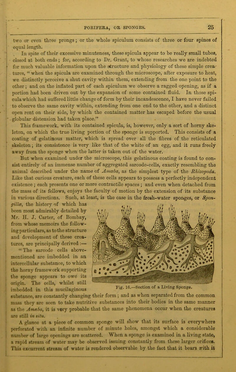 two or even three prongs; or the whole spiculum consists of three or four spines of equal length. In spite of their excessive minuteness, these spicula appear to he really small tubes, closed at both ends ; for, according to Dr. Grant, to whose researches we are indebted | for much valuable information upon the structure and physiology of these simple crea.- | tures, “ when the spicula are examined through the microscope, after exposure to heat, we distinctly perceive a shut cavity within them, extending from the one point to the other; and on the inflated part of each spiculum we observe a ragged opening, as if a portion had been driven out by the expansion of some contained fluid. In those spi- cula which had suffered little change of form by their incandescence, I have never failed to observe the same cavity within, extending from one end to the other, and a distinct open rent on their side, by which the contained matter has escaped before the usual • ■ globular distension had taken place.” This framework, with its contained spicula, is, however, only a sort of horny ske- leton, on which the true living portion of the sponge is supported. This consists of a coating of gelatinous matter, which is spread over all the fibres of the reticulated skeleton; its consistence is very like that of the white of an egg, and it runs freely away from the sponge when the latter is taken out of the water. But when examined under the microscope, this gelatinous coating is found to con- sist entirely of an immense number of aggregated sarcode-cells, exactly resembling the animal described under the name of Amoeba, as the simplest type of the Rhizopoda. Like that curious creature, each of these cells appears to possess a perfectly independent existence ; each presents one or more contractile spaces; and even when detached from the mass of its fellows, enjoys the faculty of motion by the extension of its substance in various directions. Such, at least, is the case in the fresh-water sponges, or Spon- gilloe, the history of which has been most admirably detailed by Mr. II. J. Carter, of Bombay, from whose memoirs the follow- ing particulars, as to the structure and development of these crea- tures, are principally derived :— “ The sarcode cells above- mentioned are imbedded in an 1 intercellular substance, to which the horny framework supporting the sponge appears to owe its i origin. The cells, whilst still ! imbedded in this mucilaginous substance, are constantly changing their form ; and as when separated from the common j mass they are seen to take nutritive substances into their bodies in the same manner ! as the Amcr.ba, it is vory probable that the same phenomena occur when the creatures ! are still in situ. A glance at a piece of common sponge will show that its surface is everywhere perforated with an infinite number of minute holes, amongst which a considerable j number of large openings arc scattered. When a sponge is examined in a living state, a rapid stream of water may be observed issuing constantly from tlicso larger orifices. This excurrent stream of water is rendered observable by the fact that it bears with it Fig-. 16.—Section of a Living Sponge.