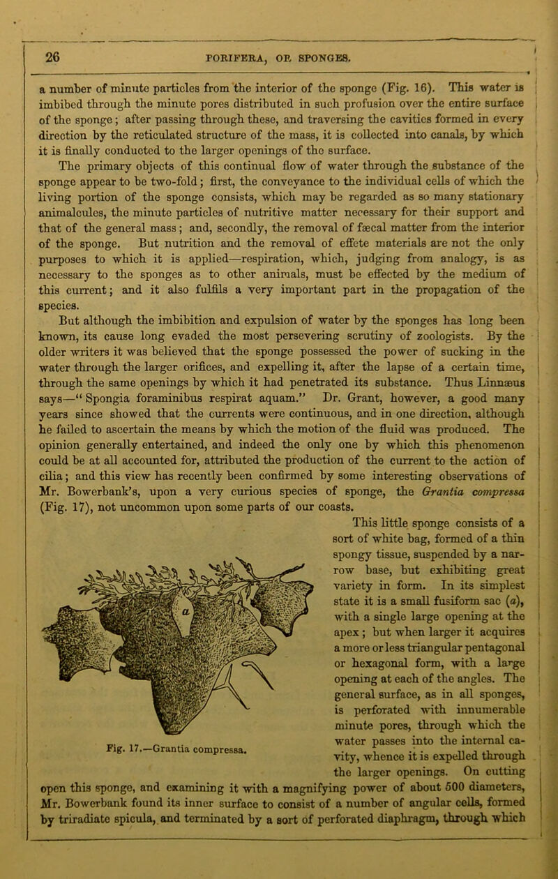 _ ■ — ■ ■■■ 1 -• a number of minute particles from the interior of the sponge (Fig. 16). This water is j imbibed through the minute pores distributed in such profusion over the entire surface , of the sponge; after passing through these, and traversing the cavities formed in every direction by the reticulated structure of the mass, it is collected into canals, by which it is finally conducted to the larger openings of the surface. The primary objects of this continual flow of water through the substance of the sponge appear to be two-fold; first, the conveyance to the individual cells of which the living portion of the sponge consists, which may be regarded as so many stationary animalcules, the minute particles of nutritive matter necessary for their support and that of the general mass ; and, secondly, the removal of faecal matter from the interior of the sponge. But nutrition and the removal of effete materials are not the only purposes to which it is applied—respiration, which, judging from analogy, is as necessary to the sponges as to other animals, must be effected by the medium of this current; and it also fulfils a very important part in the propagation of the species. But although the imbibition and expulsion of water by the sponges has long been known, its cause long evaded the most persevering scrutiny of zoologists. By the older writers it was believed that the sponge possessed the power of sucking in the water through the larger orifices, and expelling it, after the lapse of a certain time, through the same openings by which it had penetrated its substance. Thus Linnaeus says—“ Spongia foraminibus respirat aquam.” Dr. Grant, however, a good many years since showed that the currents were continuous, and in one direction, although he failed to ascertain the means by which the motion of the fluid was produced. The opinion generally entertained, and indeed the only one by which this phenomenon could be at all accounted for, attributed the production of the current to the action of cilia; and this view has recently been confirmed by some interesting observations of Mr. Bowerbank’s, upon a very curious species of sponge, the Grantia compressa (Fig. 17), not uncommon upon some parts of our coasts. This little sponge consists of a sort of white bag, formed of a thin spongy tissue, suspended by a nar- row base, but exhibiting great variety in form. In its simplest state it is a small fusiform sac (a), with a single large opening at the apex; but when larger it acquires a more or less triangular pentagonal or hexagonal form, with a large opening at each of the angles. The general surface, as in all sponges, is perforated with innumerable minute pores, through which the water passes into the internal ca- vity, whence it is expelled through the larger openings. On cutting open this sponge, and examining it with a magnifying power of about 500 diameters, Mr. Bowerbank found its inner surface to consist of a number of angular cells, formed by triradiatc spicula, and terminated by a sort of perforated diaphragm, through which Fig. 17.—Grantia compressa. 1