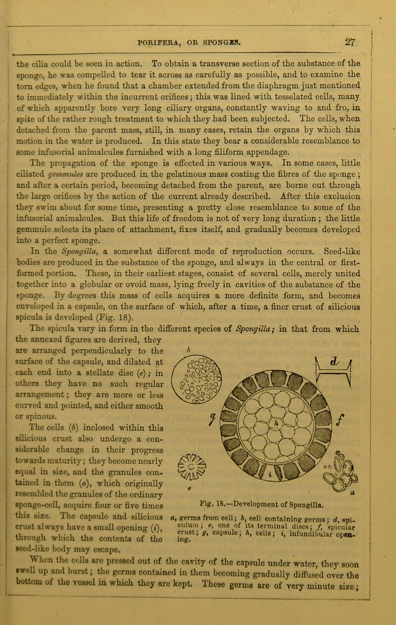 i the cilia could be seen in action. To obtain a transverse section of the substance of the ! sponge, he was compelled to tear it across as carefully as possible, and to examine the j torn edges, when he found that a chamber extended from the diaphragm just mentioned to immediately within the incurrent orifices ; this was lined with tesselated cells, many of which apparently bore very long ciliary organs, constantly waving to and fro, in spite of the rather rough treatment to which they had been subjected. The cells, when detached from the parent mass, still, in many cases, retain the organs by which this motion in the water is produced. In this state they bear a considerable resemblance to some infusorial animalcules furnished with a long filiform appendage. The propagation of the sponge is effected in various ways. In some cases, little ciliated gemmules are produced in the gelatinous mass coating the fibres of the sponge ; and after a certain period, becoming detached from the parent, are borne out through the large orifices by the action of the current already described. After this exclusion they swim about for some time, presenting a pretty close resemblance to some of the infusorial animalcules. But this life of freedom is not of very long duration ; the little gemmule selects its place of attachment, fixes itself, and gradually becomes developed into a perfect sponge. In the Spongilla, a somewhat different mode of reproduction occurs. Seed-like bodies are produced in the substance of the sponge, and always in the central or first- formed portion. These, in their earliest stages, consist of several cells, merely united together into a globular or ovoid mass, lying freely in cavities of the substance of the sponge. By degrees this mass of cells acquires a more definite form, and becomes enveloped in a capsule, on the surface of which, after a time, a finer crust of silicious spicula is developed (Fig. 18). The spicula vary in form in the different species of Spongilla; in that from which j the annexed figures are derived, they