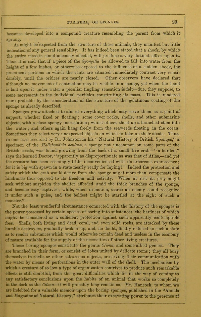 I PORIFERA, OR SPONGES. 29 becomes developed iuto a compound creature resembling the parent from which, it sprung. As might be’expccted from the structure of these animals, they manifest but little indication of any general sensibility. It has indeed been stated that a shock, by which the entire mass is simultaneously affected, will produce a very distinct effect upon it. Thus it is said that if a piece of the Spongilla be allowed to fall into water from the height of a few inches, or otherwise exposed to the influence of a sudden shock, the prominent portions in which the vents are situated immediately contract very consi- derably, until the orifices are nearly closed. Other observers have declared that although no movement of contraction may be visible in a sponge, yet when the hand is laid upon it under water a peculiar tingling sensation is felt—due, they suppose, to some movement in the individual particles constituting its mass. This is rendered more probable by the consideration of the structure of the gelatinous coating of the sponge as already described. Sponges grow attached to almost everything which may serve them as a point of support, whether fixed or floating ; some cover rocks, shells, and other submarine objects, with a close spongy incrustation; whilst others shoot up a branched stem into the water; and others again hang freely from the seaweeds floating in the ocean. Sometimes they select very unexpected objects on which to take up their abode. Thus, in one case recorded by Dr. Johnston in his “Natural History of British Sponges,” a specimen of the Haliclumdria, oculata, a sponge not uncommon on some parts of the ! British coasts, was found growing from the back of a small live crab—“ a burden,” says the learned Doctor, “apparently as disproportionate as was that of Atlas,—and yet the creature has been seemingly little inconvenienced with its arboreous excrescence ; 1 for it is big with spawn in a state nearly ready for laying ! Indeed the protection and safety which the crab would derive from the sponge might more than compensate the hindrance thus opposed to its freedom and activity. When at rest its prey might i seek without suspicion the shelter afforded amid the thick branches of the sponge, and become easy captives; while, when in motion, scarce an enemy could recognize it under such a guise, and the boldest might be startled at the sight of such a | monster.” Not the least wonderful circumstance connected with the history of the sponges is the power possessed by certain species of boring into substances, the hardness of which might be considered as a sufficient protection against such apparently contemptible | foes. Shells, both living and dead, coral, and even solid rocks, are attacked by these humble destroyers, gradually broken up, and, no doubt, finally reduced to such a state as to render substances which would otherwise remain dead and useless in the economy of nature available for the supply of the necessities of other living creatures. These boring sponges constitute the genus Clionn, and some allied genera. They are branched in their form, or consist of lobes united by delicate stems ; they all bury themselves in shells or other calcareous objects, preserving their communication with the water by means of perforations in the outer wall of tho shell. The mechanism by which a creature of so low a typo of organization contrives to produce such remarkable effects i3 still doubtful, from the great difficulties which lie in the way of coming to any satisfactory conclusions upon the habits of an animal that works so completely in the dark as the Cliona—it will probably long remain so. Mr. Hancock, to whom wo are indebted for a valuable memoir upon the boring sponges, published in the “Annals and Magazine of Natural History,” attributes their excavating power to the presence of !