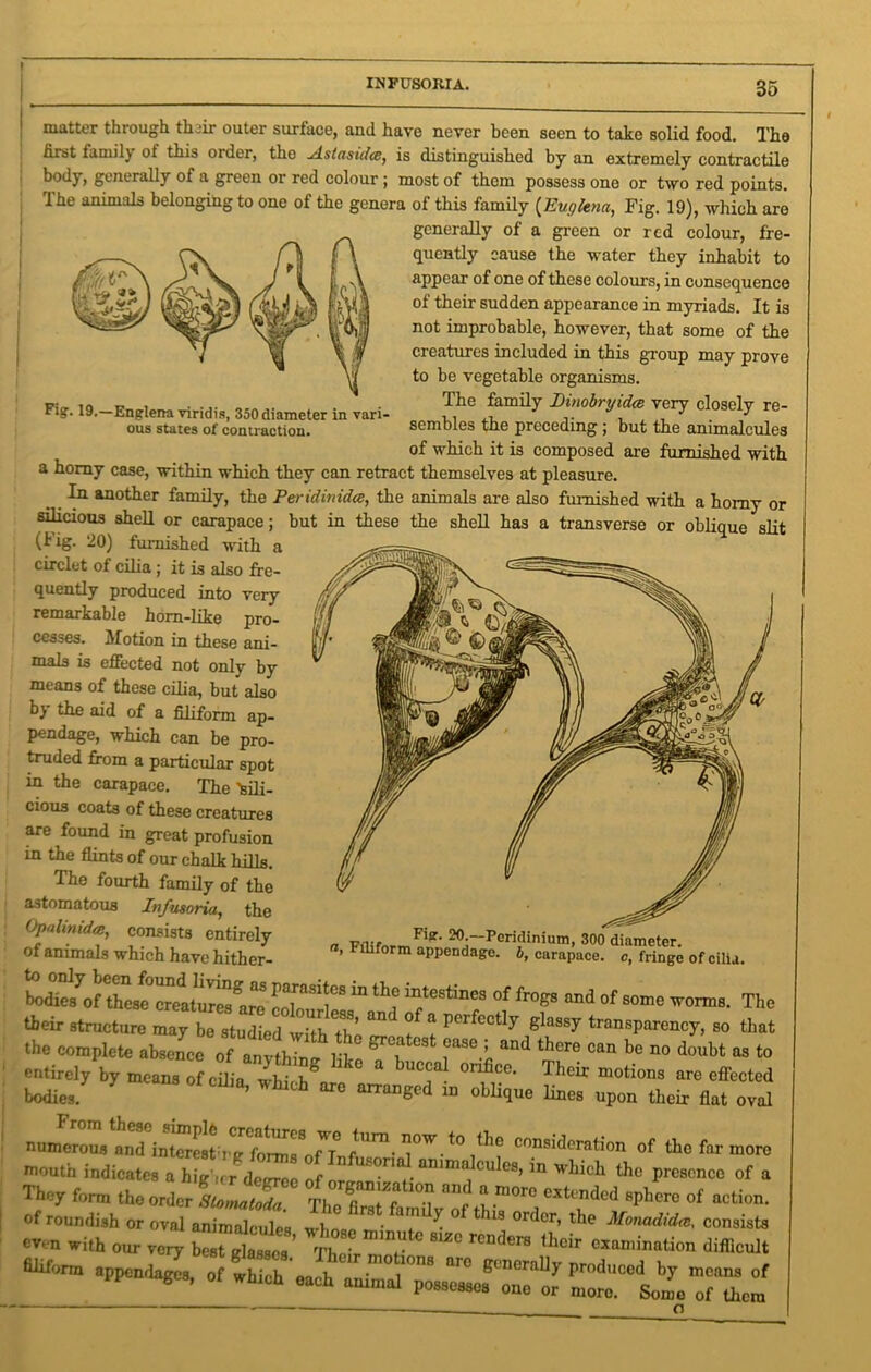 Fig:. 19.—Englena viridis, 350 diameter in vari- ous states of contraction. matter through their outer surface, and have never been seen to take solid food. The first lamil} ot this order, the ^Lstnsulce, is distinguished by an extremely contractile body, generally of a green or red colour; most of them possess one or two red points. The animals belonging to one of the genera of this family (Eugkna, Fig. 19), which are generally of a green or red colour, fre- quently cause the water they inhabit to appear of one of these colours, in consequence of their sudden appearance in myriads. It is not improbable, however, that some of the creatures included in this group may prove to be vegetable organisms. The family I)inobryid<e very closely re- sembles the preceding ; but the animalcules of which it is composed are furnished with a homy case, within which they can retract themselves at pleasure. In another family, the PeridinicUe, the animals are also furnished with a homy or silicious shell or carapace; but in these the shell has a transverse or oblique slit (Fig. 20) furnished with a ’ circlet of cilia; it is also fre- quently produced into very remarkable hom-like pro- cesses. Motion in these ani- mals is effected not only by means of these cilia, but also by the aid of a filiform ap- pendage, which can be pro- truded from a particular spot in the carapace. The 'sili- cious coats of these creatures are found in great profusion in the flints of our chalk hills. The fourth family of the astomatous Infusoria, the Opalinida, consists entirely of animals which have hither- to onlybecn found living as pastes „ the intestine3 of ^ ^ ^ ^ n Peridinium, 300 diameter. , inform appendage. 6, carapace, c, fringe of cilia. bodies of these creatures are rZT , T °f ^ and of so™ ™rms. The their structure may be studied with 7h ’ ^ ? perfectly glassy transparency, so that enrilTPiete abSCnC! °f anythinS Mke ?eLccal!orifice^ ^ ^ ^ ^  t0 entirely by means of ciha. whTZnZ “ “T? Thcir motions we effected bodies. ’ h an-anged in oblique lines upon their flat oval to ,e thofartnorc mouth indicates a hT^jL™ r i» which the presence of a They form the order SLomatoda ThoflMt?^ ft™0™ c*t(;ndod sphere of action. tr nif z ss «onu appendages, of which each