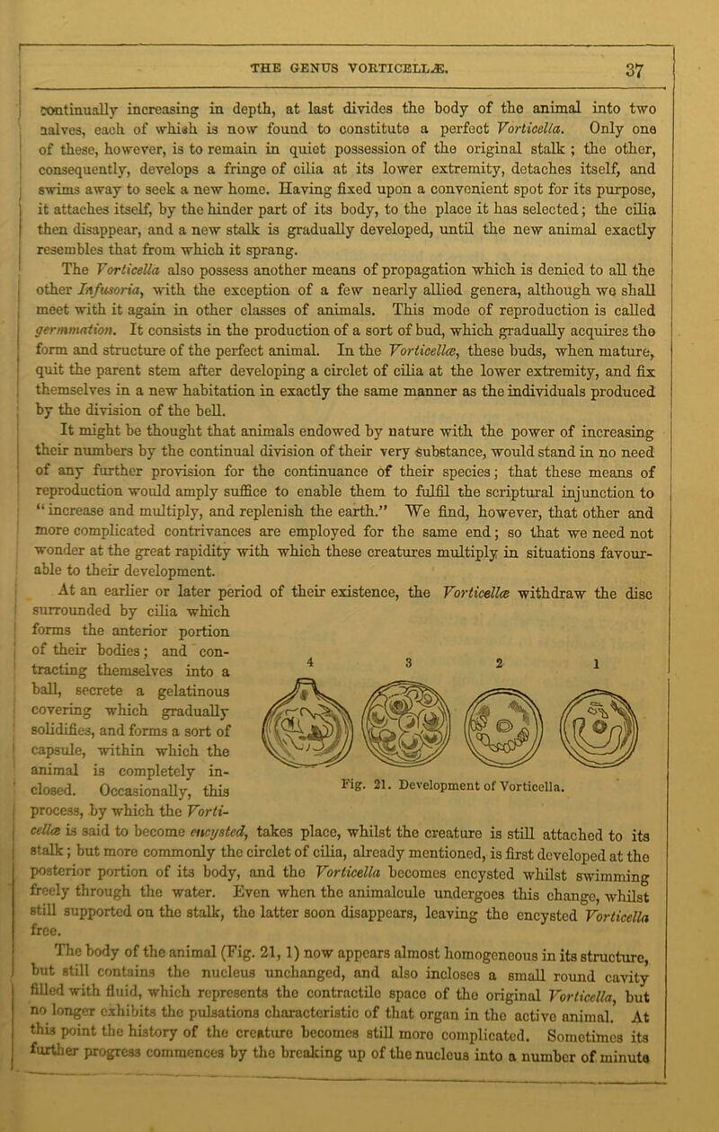 continually increasing in depth, at last divides the body of the animal into two salves, each of whinh is now found to constitute a perfect Vorticella. Only one of these, however, is to remain in quiet possession of the original stalk ; the other, consequently, develops a fringe of cilia at its lower extremity, detaches itself, and swims away to seek a new home. Having fixed upon a convenient spot for its purpose, it attaches itself, by the hinder part of its body, to the place it has selected; the cilia then disappear, and a now stalk is gradually developed, until the new animal exactly resembles that from which it sprang. The Vorticella also possess another means of propagation which is denied to all the other Infusoria, with the exception of a few nearly allied, genera, although we shall meet with it again in other classes of animals. This mode of reproduction is called germination. It consists in the production of a sort of bud, which gradually acquires the form and structure of the perfect animal. In the Vorticella, these buds, when mature, quit the parent stem after developing a circlet of cilia at the lower extremity, and fix themselves in a new habitation in exactly the same manner as the individuals produced by the division of the bell. It might be thought that animals endowed by nature with the power of increasing their numbers by the continual division of their very substance, would stand in no need of any further provision for the continuance of their species; that these means of reproduction would amply suffice to enable them to fulfil the scriptural injunction to “increase and multiply, and replenish the earth.” We find, however, that other and more complicated contrivances are employed for the same end; so that we need not wonder at the great rapidity with which these creatures multiply in situations favour- able to their development. At an earlier or later period of their existence, the Vorticella withdraw the disc surrounded by cilia which forms the anterior portion of their bodies; and con- tracting themselves into a ball, secrete a gelatinous covering which gradually solidifies, and forms a sort of capsule, within which the animal is completely in- closed. Occasionally, this process, by which the Vorti- cella is said to become encysted, takes place, whilst the creature is still attached to its stalk; but more commonly the circlet of cilia, already mentioned, is first developed at the posterior portion of its body, and the Vorticella becomes encysted whilst swimming freely through the water. Even when the animalcule undergoes this change, whilst still supported on the stalk, the latter soon disappears, leaving tho encysted Vorticella free. The body of the animal (Fig. 21, 1) now appears almost homogeneous in its structure, but still contains the nucleus unchanged, and also incloses a small round cavity filled with fluid, which represents tho contractile space of the original Vorticella, but no longer exhibits the pulsations characteristic of that organ in tho active animal. At this point the history of the creature becomes still moro complicated. Sometimes its further progress commences by the breaking up of the nucleus into a number of minute Fig. 21. Development of Vorticella.