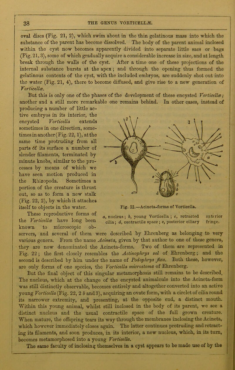 33 THE GENUS YORTICELL^. oval discs (Fig. 21, 2), which swim about in the thin gelatinous mass into which the substance of the parent has become dissolved. The body of the parent animal inclosed within the cyst now becomes apparently divided into separate little sacs or bags (Fig. 21,3), some of which gradually acquire a considerable increase in size, and at length break through the walls of the cyst. After a time one of these projections of the internal substance bursts at the apex; and through the opening thus formed the gelatinous contents of the cyst, with the included embryos, are suddenly shot out into the water (Fig. 21, 4), there to become diffused, and give rise to a new generation of Vorticellce. But this is only one of the phases of the development of these encysted Vorticellce ; another and a still more remarkable one remains behind. In other cases, instead of producing a number of little ac- tive embryos in its interior, the encysted Vorticella extends sometimes in one direction, some- times in another (Fig. 22,1), atthe same time protruding from all parts <5f its surface a number of slender filaments, terminated by minute knobs, similar to the pro- cesses by means of which we have seen motion produced in the Rhizopoda. Sometimes a portion of the creature is thrust out, so as to form a new stalk (Fig. 22, 2), by which, it attaches itself to objects in the water. These reproductive forms of the Vorticellce have long been known to microscopic ob- servers, and several of them were described by Ehrenberg as belonging to very various genera. From the name Acineta, given by that author to one of these genera, they are now denominated the Acineta-forms. Two of them are represented in Fig. 22 ; the first closely resembles the Actinophrys sol of Ehrenberg; and the second is described by him under the name of Podoplirys Jixa. Both these, however, are only forms of one species, the Vorticella microstoma of Ehrenberg. But the final object of this singular metamorphosis still remains to be described. The nucleus, which at the change of the encysted animalcule into the Acineta-form was still distinctly observable, becomes entirely and altogether converted into an active young Vorticella (Fig. 22, 2 b and 3), acquiring an ovate form, with a circlet of cilia roimd its narrower extremity, and presenting, at the opposite end, a distinct mouth. Within this young animal, whilst still inclosed in the body of its parent, we see a distinct nucleus and the usual contractile space of the full grown creature. When mature, the offspring tears its way through the membranes inclosing the Acineta, which however immediately closes again. The latter continues protruding and retract- ing its filaments, and soon produces, in its interior, a new nucleus, which, in its turn, becomes metamorphosed into a young Vorticella. The same faculty of inclosing themselves in a cyst appears to be made use of by the Fig. 22.—Acineta-forms of Vorticella. a, nucleus; b, young Vorticella ; c, retracted anterior cilia; d, contractile space; c, posterior ciliary fringe.