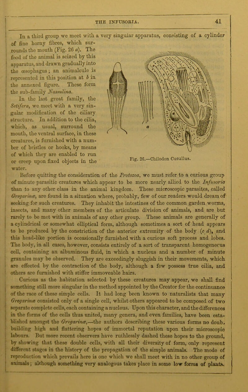 Fig. 26.—Cliilodon Cucullus. In a third group we meet with a very singular apparatus, consisting of a cylinder of fine horny fibres, which sur- rounds the mouth (Fig. 26 a). The food of the animal is seized by this apparatus, and drawn gradually into the oesophagus; an animalcule is represented in this position at b in the annexed figure. These form the sub-family Nassulina. In the last great family, the Setifera, we meet with a very sin- gular modification of the ciliary structure. In addition to the cilia, which, as usual, surround the mouth, the ventral surface, in these creatures, is furnished with a num- ber of bristles or hooks, by means of which they are enabled to run or creep upon fixed objects in the water. Before quitting the consideration of the Protozoa, we must refer to a curious group of minute parasitic creatures which appear to be more nearly allied to the Infusoria than to any other class in the animal kingdom. These microscopic parasites, called Gregarincc, are found in a situation where, probably, few of our readers would dream of seeking for such creatures. They inhabit the intestines of the common garden worms, insects, and many other members of the articulate division of animals, and are but rarely to be met with in animals of any other group. These animals are generally of a cylindrical or somewhat elliptical form, although sometimes a sort of head appears to be produced by the constriction of the anterior extremity of the body (c d), and this head-like portion is occasionally furnished with a curious soft process and lobes. The body, in all cases, however, consists entirely of a sort of transparent homogeneous cell, containing an albuminous fluid, in which a nucleus and a number of minute granules may be observed. They ar? exceedingly sluggish in their movements, which are effected by the contraction of the body, although a few possess true cilia, and others are furnished with stiffer immoveable bairs. Curious as the habitation selected by these creatures may appear, we shall find something still more singular in the method appointed by the Creator for the continuance of the race of these simple cells. It had long been known to naturalists that many Gregarince consisted only of a single cell, whilst others appeared to be composed of two separate complete cells, each containing a nucleus. Upon this character, and the differences in the forms of the cells thus united, many genera, and even families, have been esta- blished amongst the Gregarince,—the authors describing these various forms no doub, building high and flattering hopes of immortal reputation upon their microscopic labours. But more recent observers have ruthlessly dashed theso hopes to the ground, by showing that these double cells, with all their diversity of form, only represent different stages in tho history of the propagation of tho simple animals. The mode of reproduction which prevails here is one which wo shall meet with in no other group of animals; although something very analogous takes place in some low forms of plants.