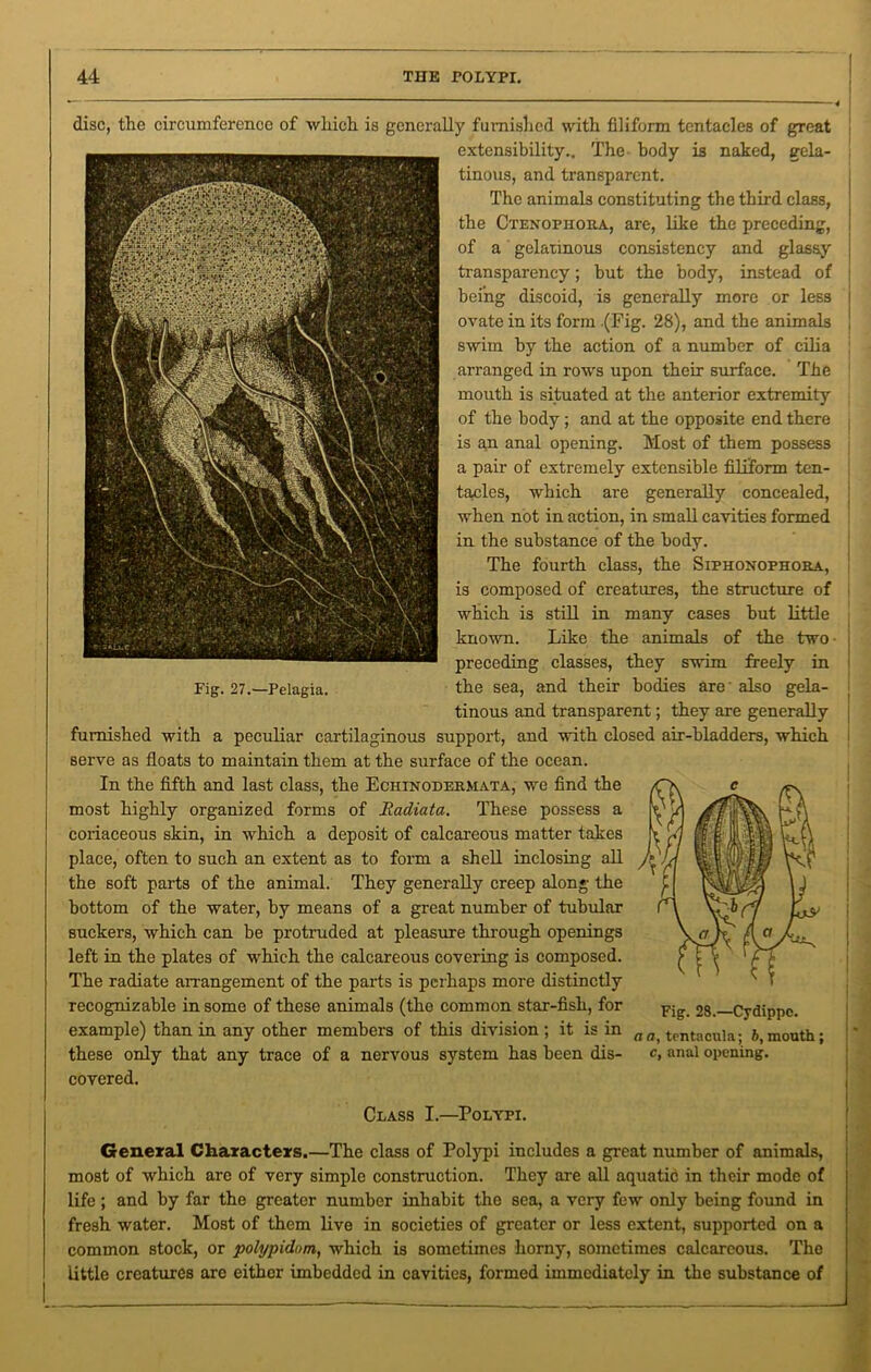 disc, the circumference of which is generally furnished with filiform tentacles of great extensibility.. The body is naked, gela- i tinous, and transparent. The animals constituting the third class, the Ctenophora, are, like the preceding, of a gelatinous consistency and glassy transparency; but the body, instead of being discoid, is generally more or less ovate in its form (Fig. 28), and the animals swim by the action of a number of cilia j arranged in rows upon their surface. The mouth is situated at the anterior extremity of the body; and at the opposite end there | is an anal opening. Most of them possess j a pair of extremely extensible filiform ten- tacles, which are generally concealed, when not in action, in small cavities formed in the substance of the body. The fourth class, the Siphonophora, is composed of creatures, the structure of which is still in many cases but little known. Like the animals of the two • preceding classes, they swim freely in the sea, and their bodies are also gela- tinous and transparent; they are generally furnished with a peculiar cartilaginous support, and with closed air-bladders, which Berve as floats to maintain them at the surface of the ocean. In the fifth and last class, the Echinodermata, we find the most highly organized forms of Radiata. These possess a coriaceous skin, in which a deposit of calcareous matter takes place, often to such an extent as to form a shell inclosing all the soft parts of the animal. They generally creep along the bottom of the water, by means of a great number of tubular suckers, which can be protruded at pleasure through openings left in the plates of which the calcareous covering is composed. The radiate arrangement of the parts is perhaps more distinctly recognizable in some of these animals (the common star-fish, for example) than in any other members of this division; it is in these only that any trace of a nervous system has been dis- covered. Class I.—Polypi. General Characters.—The class of Polypi includes a great number of animals, most of which are of very simple construction. They are all aquatic in their mode of life; and by far the greater number inhabit the sea, a very few only being found in fresh water. Most of them live in societies of greater or less extent, supported on a common stock, or pol/ypidom, which is sometimes horny, sometimes calcareous. The little creatures are either imbedded in cavities, formed immediately in the substance of Fig-. 28.—Cydippc. a a, tentacula; b, month; c, anal opening. Fig. 27.—Pelagia.