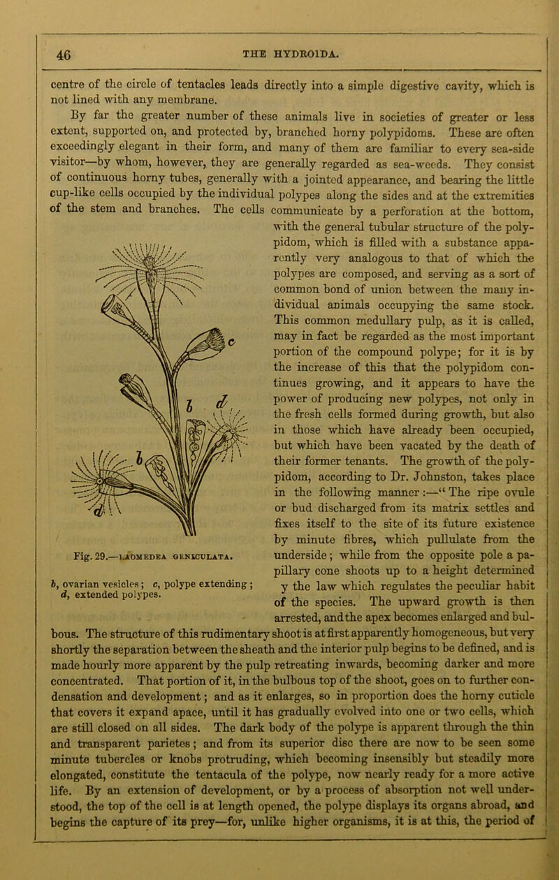 centre of the circle of tentacles leads directly into a simple digestive cavity, which, is not lined with any membrane. By far the greater number of these animals live in societies of greater or less extent, supported on, and protected by, branched horny polypidoms. These are often exceedingly elegant in their form, and many of them are familiar to every sea-side visitor—by whom, however, they are generally regarded as sea-weeds. They consist of continuous horny tubes, generally with a jointed appearance, and bearing the little cup-like cells occupied by the individual polypes along the sides and at the extremities of the stem and branches. The cells communicate by a perforation at the bottom, with the general tubular structure of the poly- pidom, which is filled with a substance appa- rently very analogous to that of which the polypes are composed, and serving as a sort of common bond of union between the many in- dividual animals occupying the same stock. This common medullary pulp, as it is called, may in fact be regarded as the most important portion of the compound polype; for it is by the increase of this that the polypidom con- tinues growing, and it appears to have the power of producing new polypes, not only in the fresh cells formed during growth, but also in those which have already been occupied, but which have been vacated by the death of their former tenants. The growth of the poly- pidom, according to Dr. Johnston, takes place in the following manner :—“ The ripe ovule or bud discharged from its matrix settles and fixes itself to the site of its future existence by minute fibres, which pullulate from the underside; while from the opposite pole a pa- pillary cone shoots up to a height determined y the law which regulates the peculiar habit of the species. The upward growth is then arrested, and the apex becomes enlarged and bul- bous. The structure of this rudimentary shoot is at first apparently homogeneous, hut very shortly the separation between the sheath and the interior pulp begins to be defined, and is made hourly more apparent by the pulp retreating inwards, becoming darker and more concentrated. That portion of it, in the bulbous top of the shoot, goes on to further con- densation and development; and as it enlarges, so in proportion does the homy cuticle that covers it expand apace, until it has gradually evolved into one or two cells, which are still closed on all sides. The dark body of the polype is apparent through the thin and transparent parietes; and from its superior disc there are now to be seen some minute tubercles or knobs protruding, which becoming insensibly but steadily more elongated, constitute the tentacula of the polype, now nearly ready for a more active life. By an extension of development, or by a process of absorption not well under- stood, the top of the cell is at length opened, the polype displays its organs abroad, and begins the capture of its prey—for, unlike higher organisms, it is at this, the period of b, ovarian vesicles; c, polype extending ; d, extended polypes.