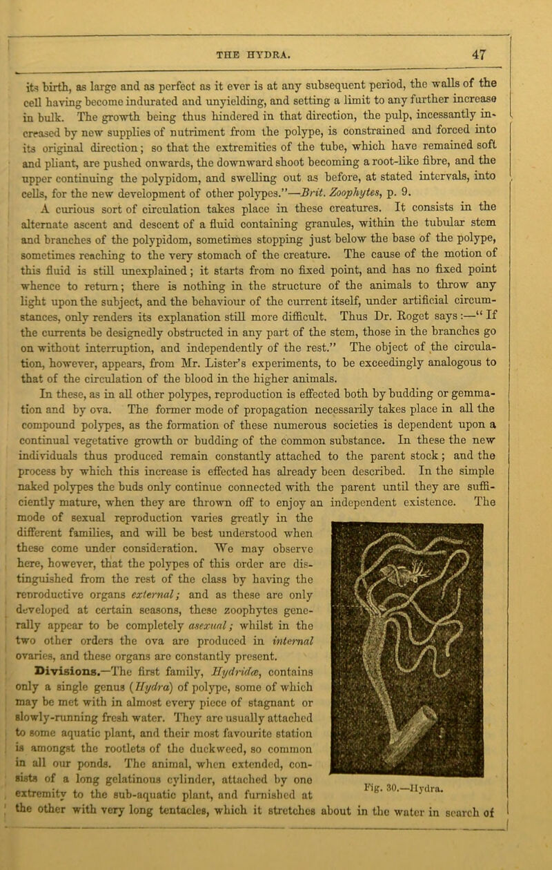 its birth, as large and as perfect as it ever is at any subsequent period, the walls of the cell having become indurated and unyielding, and setting a limit to any further increase in bulk. The growth being thus hindered in that direction, the pulp, incessantly in* creased by new supplies of nutriment from the polype, is constrained and forced into its original direction; so that the extremities of the tube, which have remained soft and pliant, are pushed onwards, the downward shoot becoming a root-like fibre, and the upper continuing the polypidom, and swelling out as before, at stated intervals, into cells, for the new development of other polypes.”—Brit. Zoophytes, p. 9. A curious sort of circulation takes place in these creatures. It consists in the alternate ascent and descent of a fluid containing granules, within the tubular stem and branches of the polypidom, sometimes stopping just below the base of the polype, sometimes reaching to the very stomach of the creature. The cause of the motion of this fluid is still unexplained; it starts from no fixed point, and has no fixed point whence to return; there is nothing in the structure of the animals to throw any light upon the subject, and the behaviour of the current itself, under artificial circum- stances, only renders its explanation still more difficult. Thus Dr. Itoget says:—“ If the currents be designedly obstructed in any part of the stem, those in the branches go on without interruption, and independently of the rest.” The object of the circula- tion, however, appears, from Mr. Lister’s experiments, to be exceedingly analogous to that of the circulation of the blood in the higher animals. In these, as in all other polypes, reproduction is effected both by budding or gemma- tion and by ova. The former mode of propagation necessarily takes place in all the compound polypes, as the formation of these numerous societies is dependent upon a continual vegetative growth or budding of the common substance. In these the new individuals thus produced remain constantly attached to the parent stock; and the process by which this increase is effected has already been described. In the simple naked polypes the buds only continue connected with the parent until they are suffi- ciently mature, when they are thrown off to enjoy an independent existence. The mode of sexual reproduction varies greatly in the different families, and will be best understood when these come under consideration. We may observe here, however, that the polypes of this order are dis- tinguished from the rest of the class by having the renroductive organs external; and as these are only developed at certain seasons, these zoophytes gene- rally appear to be completely asexual; whilst in the two other orders the ova are produced in internal ovaries, and these organs are constantly present. Divisions.—The first family, Hydrides, contains only a single genus (Hydra) of polype, some of which may be met with in almost every piece of stagnant or slowly-running fresh water. They are usually attached to some aquatic plant, and their most favourite station is amongst the rootlets of the duckweed, so common in all our ponds. The animal, when extended, con- sists of a long gelatinous cylinder, attached by one extremity to the sub-aquatic plant, and furnished at the other with very long tentacles, which it stretches about in the water in search of