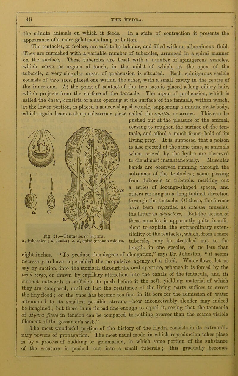 1 the minute animals on which it feeds. In a state of contraction it presents the appearance of a mere gelatinous lump or button. The tentacles, or feelers, are said to he tubular, and filled with an albuminous fluid. They arc furnished with a variable number of tubercles, arranged in a spiral manner on the surface. These tubercles are beset with a number of spinigerous vesicles, which serve as organs of touch, in the midst of which, at the apex of the tubercle, a very singular organ of prehension is situated. Each spinigerous vesicle consists of two sacs, placed one within the other, with a small cavity in the centre of the inner one. At the point of contact of the two sacs is placed a long ciliary hair, which projects from the surface of the tentacle. The organ of prehension, which is called the hasta, consists of a sac opening at the surface of the tentacle, within which, at the lower portion, is placed a saucer-shaped vesicle, supporting a minute ovate body, which again bears a sharp calcareous piece called the sagitta, or arrow. This can be pushed out at the pleasure of the animal, serving to roughen the surface of the ten- tacle, and afford a much firmer hold of its living prey. It is supposed that a poison is also ejected at the same time, as animals when seized by the hydra are observed to die almost instantaneously. Muscular bands are observed running through the substance of the tentacles ; some passing from tubercle to tubercle, marking out a series of lozenge-shaped spaces, and others running in a longitudinal direction through the tentacle. Of these, the former have been regarded as extensor muscles, the latter as adductors. But the action of these muscles is apparently quite insuffi- cient to explain the extraordinary exten- sibility of the tentacles, which, from a mere tubercle, may be stretched out to the length, in one species, of no less than eight inches. “To produce this degree of elongation,” says Dr. Johnston, “it seems necessary to have superadded the propulsive agency of a fluid. Water flows, let us say by suction, into the stomach through the oral aperture, whence it is forced by the vis a tergo, or drawn by capillary attraction into the canals of the tentacula, and its current outwards is sufficient to push before it the soft, yielding material of which they are composed, until at last the resistance of the living parts suffices to arrest the tiny flood ; or the tube has become too fine in its bore for the admission of water attenuated to its smallest possible stream,—bow inconceivably slender may indeed be imagined; but there is no thread fine enough to equal it, seeing that the tentacula of Hydra fusca in tension can be compared to nothing grosser than the scarce visible filament of the gossamer’s web.” The most wonderful portion of the history of the Ilydra consists in its extraordi- nary powers of propagation. The most usual mode in which reproduction takes place is by a process of budding or gemmation, in which some portion of the substance of the creature is pushed out into a small tubercle ; this gradually becomes Fig. 31.—Tentacles of Ilydra. a. tubercles ; b, hasta ; c, d, spinigerous vesicles.