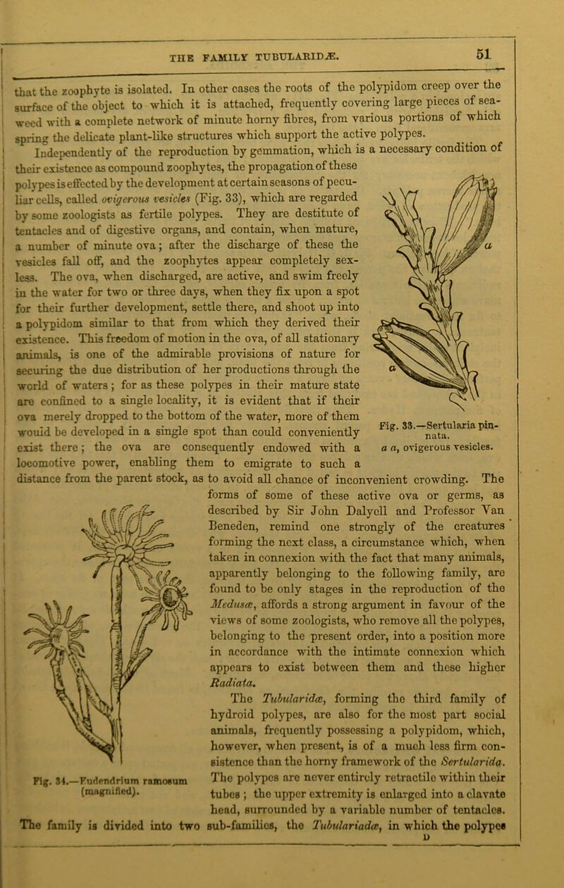 THE FAMILY' TUBULARID^:. exist there; the ova are consequently endowed with a a a, ovigerous vesicles, locomotive power, enabling them to emigrate to such a distance from the parent stock, as to avoid all chance of inconvenient crowding. The forms of some of these active ova or germs, as described by Sir John Daly ell and Professor Yan licneden, remind one strongly of the creatures forming the next class, a circumstance which, when taken in connexion with the fact that many animals, apparently belonging to the following family, are found to be only stages in the reproduction of the Medusaaffords a strong argument in favour of the views of some zoologists, who remove all the polypes, belonging to the present order, into a position more in accordance with the intimate connexion which appears to exist between them and these higher Radiata. The Tubularida, forming the third family of hydroid polypes, are also for the most pai-t social animals, frequently possessing a polypidom, which, however, when present, is of a much less firm con- sistence than the horny framework of the Scrtulan'da. The polypes are never entirely retractile within their tubes ; the upper extremity is enlarged into a clavate head, surrounded by a variable number of tentacles. The family is divided into two sub-families, the 1'ubulariadce, in which the polypes