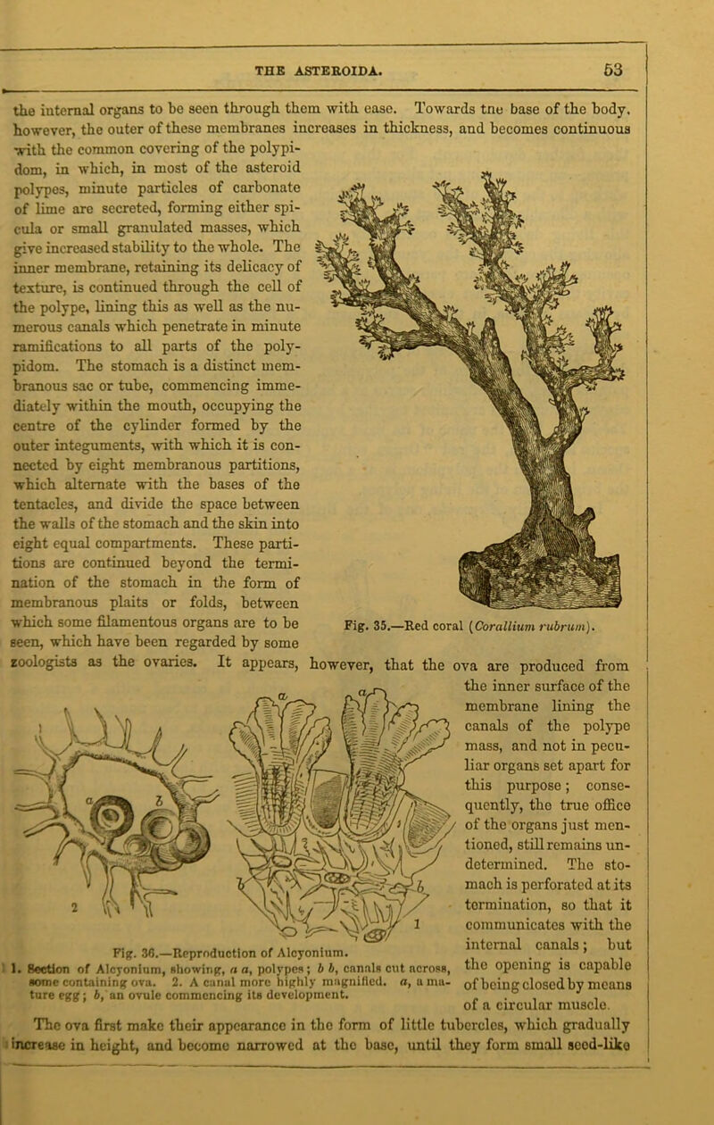 the iuternal organs to be seen through them with ease. Towards tne base of the body, however, the outer of these membranes increases in thickness, and becomes continuous with the common covering of the polypi- dom, in which, in most of the asteroid polypes, minute particles of carbonate of lime are secreted, forming either spi- cula or small granulated masses, which give increased stability to the whole. The inner membrane, retaining its delicacy of texture, is continued through the cell of the polype, lining this as well as the nu- merous canals which penetrate in minute ramifications to all parts of the poly- pidom. The stomach is a distinct mem- branous sac or tube, commencing imme- diately within the mouth, occupying the centre of the cylinder formed by the outer integuments, with which it is con- nected by eight membranous partitions, which alternate with the bases of the tentacles, and divide the space between the walls of the stomach and the skin into eight equal compartments. These parti- tions are continued beyond the termi- nation of the stomach in the form of membranous plaits or folds, between which some filamentous organs are to be seen, which have been regarded by some zoologists as the ovaries. It appears, Fig. 35.—Red coral (Corallium rubrum). however, that the ova are produced from the inner surface of the membrane lining the canah) of the polype mass, and not in pecu- liar organs set apart for this purpose; conse- quently, the true office of the organs just men- tioned, still remains un- determined. The sto- mach is perforated at its termination, so that it communicates with the internal canals; but the opening is capable of being closed by means of a circular muscle. The ova first make their appcaranco in the form of little tubercles, which gradually increase in height, and become narrowed at the base, until they form small seod-like Fig. 36.—Reproduction of Alcyonium. It flection of Alcyonium, showing, a a, polypes; b b, canals cut across, some containing ova. 2. A canal more highly magnified, ture egg; b, an ovule commencing its development. a, a mu-