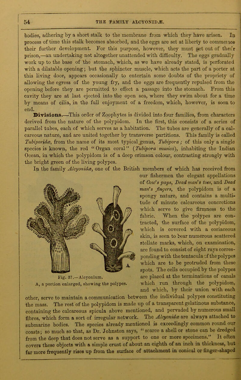 1 bodies, adhering by a short stalk to the membrane from which they have arisen. In process of time this stalk becomes absorbed, and the eggs ai’e set at liberty to commence their further development. For this purpose, however, they must get out of their prison,—an undertaking not altogether unattended with difficulty. The eggs gradually work up to the base of the stomach, which, as we have already stated, is perforated with a dilatable opening ; but the sphincter muscle, which acts the part of a porter at this living door, appears occasionally to entertain some doubts of the propriety of allowing the egress of the young fry, and the eggs are frequently repulsed from the openiug before they are permitted to effect a passage into the stomach. From this cavity they are at last ejected into the open sea, where they swim about for a time by means of cilia, in the full enjoyment of a freedom, which, however, is soon to end. Divisions This order of Zoophytes is divided into four families, from characters derived from the nature of the polypidom. In the first, this consists of a series of parallel tubes, each of which serves as a habitation. The tubes are generally of a cal- careous nature, and are united together by transverse partitions. This family is called Tubiporidcc, from the name of its most typical.genus, Tubipora ; of this only a single species is known, the red “Organ coral” (Tubipora musica), inhabiting the Indian Ocean, in which the polypidom is of a deep crimson colour, contrasting strongly with the bright green of the living polypes. In the family Alcyonidce, one of the British members of which has received from our fishermen the elegant appellations of Cow’s paps, Dead man’s toes, and Dead man’s Jinyers, the polypidom is of a spongy nature, and contains a multi- tude of minute calcareous concretions which serve to give firmness to the fabric. When the polypes are con- tracted, the surface of the polypidom, which is covered with a coriaceous skin, is seen to bear numerous scattered stellate marks, which, on examination, are found to consist of eight rays corres- ponding with the tentacula cf the polypes which are to be protruded from these spots. The cells occupied by the polypes are placed at the terminations of canals which run through the polypidom, and which, by their union with each other, serve to maintain a communication between the individual polypes constituting the mass. The rest of the polypidom is made up of a transparent gelatinous substance, containing the calcareous spicula above mentioned, and pervaded by numerous small fibres, which form a sort of irregular network. The Alcyonidce are always attached to submarine bodies. The species already mentioned is exceedingly common round our coasts; so much so that, as Dr. Johnston says, “ scarce a shell or stone can be dredged from the deep that does not serve as a support to one or more specimens.” It often covers these objects with a simple crust of about an eighth of an inch in thickness, but far more frequently rises up from the surface of attachment in conical or finger-shaped Fig. 37.—Alcyonium. A, a portion enlarged, showing the polypes.