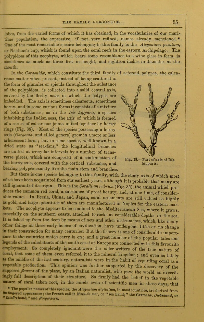 lobes, from the varied forms of which it has obtained, in the vocabularies of our mari- time population, the expressive, if not very refined, names already mentioned.* One of the most remarkable species belonging to this family is the Alcyonium poculum, or Neptune’s cup, which is found upon the coral reefs in the eastern Archipelago. The polypidoiu of this zoophyte, which bears some resemblance to a wine glass in form, is sometimes as much as three feet in height, and eighteen inches in diameter at the mouth. In the Gorgonidce, which constitute the third family of asteroid polypes, the calca- reous matter when present, instead of being scattered in the form of granules or spicula throughout the substance of the polypidom, is collected into a solid central axis, covered by the fleshy mass in which the polypes are imbedded. The axis is sometimes calcareous, sometimes homy, and in some curious forms it consists of a mixture of both substances; as in the Isis hippuris, a species inhabiting the Indian seas, the axis of which is formed of a series of calcareous joints united together by homy rings (Fig. 38). Most of the species possessing a homy axis (Gorgonia, and allied genera) grow in a more or less arborescent form ; but in some species, well known in a dried state as “sea-fans,” the longitudinal branches are united at irregular intervals by a number of trans- Terse pieces, which are composed of a continuation of the homy axis, covered with the cortical substance, and bearing polypes exactly like the main stem and branches, But there is one species belonging to this family, with the stony axis of which most of us have been acquainted from our earliest years, although it is probable that many are still ignorant of its origin. This is the Corallium rubrum (Fig. 35), the animal which pro- duces the common red coral, a substance of great beauty, and, at one time, of consider- able value. In Persia, China, and Japan, coral ornaments are still valued as highly as gold, and large quantities of them are manufactured in Naples for the eastern mar- kets. The zoophyte appears to be confined to the Mediterranean Sea, where it grows, especially on the southern coasts, attached to rocks at considerable depths in the sea. It is fished up from the deep by means of nets and other instruments, which, like many other things in these early homes of civilization, have undergone little or no change in their construction for many centuries. But the fishery is one of considerable import- ance to the countries which carry it on ; and a great number of the popular tales and legends of the inhabitants of the south coast of Europe are connected with this favourite employment. So completely ignorant were the older writers of the true nature of coral, that some of them even referred it to the mineral kingdom; and even as lately as the middle of the last century, naturalists were in the habit of regarding coral as a vegetable production. This opinion was further supported by the discoveiy of the supposed flowers of the plant, by an Italian naturalist, who gave the world an exceed- ingly full description of their structure. So firmly had the belief in tke vegetable nature of coral taken root, in the minds even of scicntifio men in those days, that • The popular names of this species, the Alcyoniutn digitatum, in most countries, arc derived from its fingered appearance; the French call it Main de mer, or “ sea hand;” the Germans. Diebthand or “ thief s hand,” and Fingerkork, ’ Fig. 38.—Part of axis of Isis hippuris.