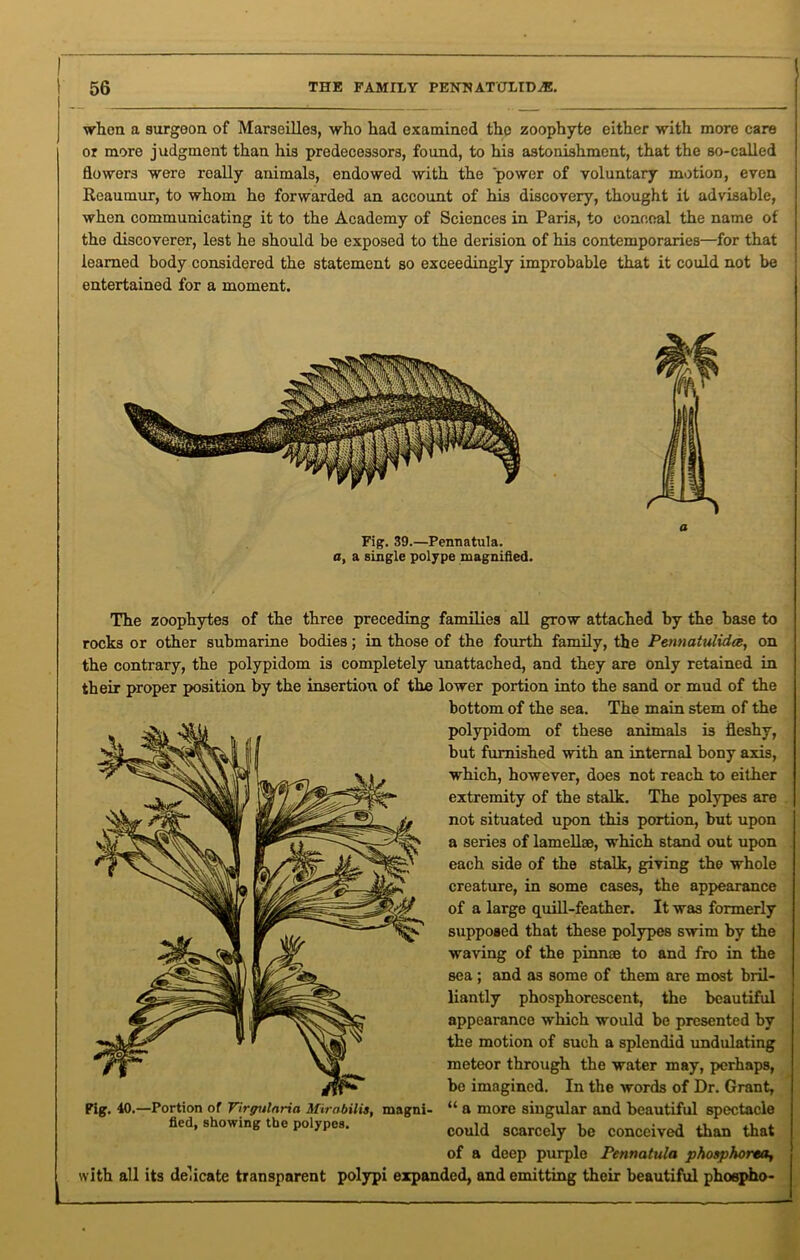 when a surgeon of Marseilles, who had examined the zoophyte either with more care or more judgment than his predecessors, found, to his astonishment, that the so-called flowers were really animals, endowed with the power of voluntary motion, even Reaumur, to whom he forwarded an account of his discovery, thought it advisable, when communicating it to the Academy of Sciences in Paris, to conceal the name of the discoverer, lest he should bo exposed to the derision of his contemporaries—for that learned body considered the statement so exceedingly improbable that it could not be entertained for a moment. Fig. 39.—Pennatula. a, a single polype magnified. The zoophytes of the three preceding families all grow attached by the base to rocks or other submarine bodies; in those of the fourth family, the Pennatulidce, on the contrary, the polypidom is completely unattached, and they are only retained in their proper position by the insertion of the lower portion into the sand or mud of the bottom of the sea. The main stem of the polypidom of these animals is fleshy, but furnished with an internal bony axis, which, however, does not reach to either extremity of the stalk. The polypes are not situated upon this portion, but upon a series of lamellse, which stand out upon each side of the stalk, giving the whole creature, in some cases, the appearance of a large quill-feather. It was formerly supposed that these polypes swim by the waving of the pinnae to and fro in the sea ; and as some of them are most bril- liantly phosphorescent, the beautiful appearance which would be presented by the motion of such a splendid undulating meteor through the water may, perhaps, be imagined. In the words of Dr. Grant, Fig. 40.—Portion of Virpulnria Mirabilis, magni- “ a more singular and beautiful spectacle fled, showing the polypes. could scarcely be conceived than that of a deep purple Pennatula phosphorta, with all its delicate transparent polypi expanded, and emitting their beautiful phospho-