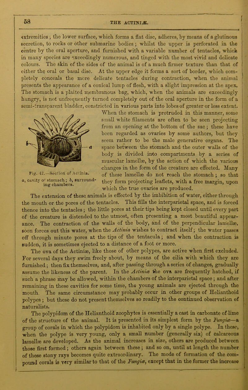 THE ACTINIA. extremities ; tlie lower surface, which forms a flat disc, adheres, by means of a glutinous secretion, to rocks or other submarine bodies ; whilst the upper is perforated in the centre by the oral aperture, and furnished with a variable number of tentacles, which in many species are exceedingly numerous, and tinged with the most vivid and delicate colours. The skin of the sides of the animal is of a much firmer texture than that of cither the oral or basal disc. At the upper edge it forms a sort of border, which com- pletely conceals the more delicate tentacles during contraction, when the animal presents the appearance of a conical lump of flesh, with a slight impression at the apex. The stomach is a plaited membranous bag, which, when the animals are exceedingly hungry, is not unfrequently turned completely out of the oral aperture in the form of a semi-transparent bladder, constricted in various parts into lobes of greater or less extent. When the stomach is protruded in this manner, some small white filaments are often to be seen projecting from an opening at the bottom of the sac ; these have been regarded as ovaries by some authors, but they seem rather to be the male generative organs. The space between the stomach and the outer walls of the body is divided into compartments by a series of muscular lamellae, by the action of which the various changes in the form of the creature are effected. 3dany of these lamellae do not reach the stomach ; so that they form projecting leaflets, with a free margin, upon which the true ovaries are produced. The extension of these animals is effected by the imbibition of water, either through the mouth or the pores of the tentacles. This fills the interparietal space, and is forced thence into the tentacles; the little pores at their tips being kept closed until every part of the creature is distended to the utmost, often presenting a most beautiful appear- ance. The contraction of the walls of the body, and of the perpendicular lamellae, soon forces out this water, when the Actinia wishes to contract itself; the water passes off through minute pores at the tips of the tentacula; and when the contraction is sudden, it is sometimes ejected to a distance of a foot or more. The ova of the Actiniae, like those of other polypes, are active when first excluded. For several days they swim freely about, by means of the cilia with which they are furnished; then fix themselves, and, after passing through a series of changes, gradually assume the likeness of the parent. In the Actinice the ova are frequently hatched, if such a phrase may be allowed, within the chambers of the interparietal space ; and after remaining in these cavities for some time, the young animals are ejected through the mouth. The same circumstance may probably occur in other groups of Helianthoid polypes ; but these do not present themselves so readily to the continued observation of naturalists. The polypidom of the Helianthoid zoophytes is essentially a cast in carbonate of lime of the structure of the animal. It is presented in its simplest form by the Fungi#—a group of corals in which the polypidom is inhabited only by a single polype. In these, when the polype is very young, only a small number (generally six) of calcareous lamella) are developed. As the animal increases in size, others are produced between those first formed ; others again between these ; and so on, until at length the number of these stony rays becomes quite extraordinary. The mode of formation of the com- pound corals is very similar to that of the Fungi#, except that in the former the increase Fig. 42.—Section of Actinia. a, cavity ot stomach ; b, surround- ing chambers.
