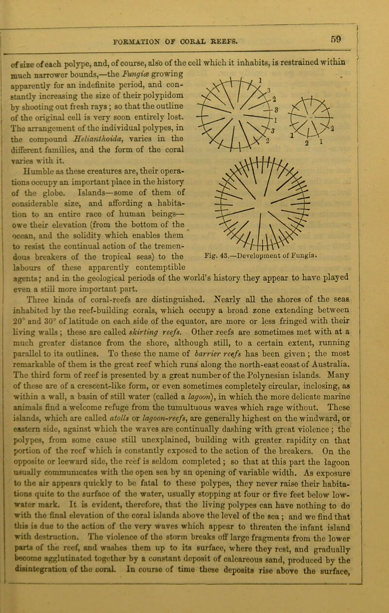 I FORMATION OF CORAX, REEFS. f>9 l of size of each polype, and, of course, also of the cell which it inhabits, is restrained within much narrower bounds,—the Fungice growing apparently for an indefinite period, and con- stantly increasing the size of their polypidom by shooting out fresh rays; so that the outline of the original cell is very soon entirely lost. The arrangement of the individual polypes, in the compound JTelianthoida, varies in the different families, and the form of the coral varies with it. Humble as these creatures are, their opera- tions occupy an important place in the history of the globe. Islands—some of them of considerable size, and affording a habita- tion to an entire race of human beings— owe their elevation (from the bottom of the ocean, and the solidity which enables them to resist the continual action of the tremen- dous breakers of the tropical seas) to the labours of these apparently contemptible agents; and in the geological periods of the world’s history they appear to have played even a still more important part. Three kinds of coral-reefs are distinguished. Nearly all the shores of the seas inhabited by the reef-building corals, which occupy a broad zone extending between 20’ and 30° of latitude on each side of the equator, are more or less fringed with their living walls ; these are called skirting reefs. Other reefs are sometimes met with at a much greater distance from the shore, although still, to a certain extent, running parallel to its outlines. To these the name of barrier reefs has been given ; the most remarkable of them is the great reef which runs along the north-east coast of Australia. The third form of reef is presented by a great number of the Polynesian islands. Many of these are of a crescent-like form, or even sometimes completely circular, inclosing, as within a wall, a basin of still water (called a lagoon), in which the more delicate marine animals find a welcome refuge from the tumultuous waves which rage without. These islands, which are called atolls or lagoon-reefs, are generally highest on the windward, or eastern side, against which the waves are continually dashing with great violence ; the polypes, from some cause still unexplained, building with greater rapidity on that portion of the reef which is constantly exposed to the action of the breakers. On the opposite or leeward side, the reef is seldom completed ; so that at this part the lagoon usually communicates with the open sea by an opening of variable width. As exposure to the air appears quickly to bo fatal to these polypes, they never raise their habita- tions quite to the surface of the water, usually stopping at four or five feet below low- water mark. It is evident, therefore, that the living polypes can have nothing to do with the final elevation of the coral islands above the level of the sea ; and we find that this is due to the action of the very waves which appear to threaten the infant island with destruction. The violence of the storm breaks off large fragments from the lower parts of the reef, and washes them up to its surface, where they rest, and gradually become agglutinated together by a constant deposit of calcareous sand, produced by the disintegration of the coral. In courso of time these deposits rise above the surface, Fig. 43.—Development of Fungia.