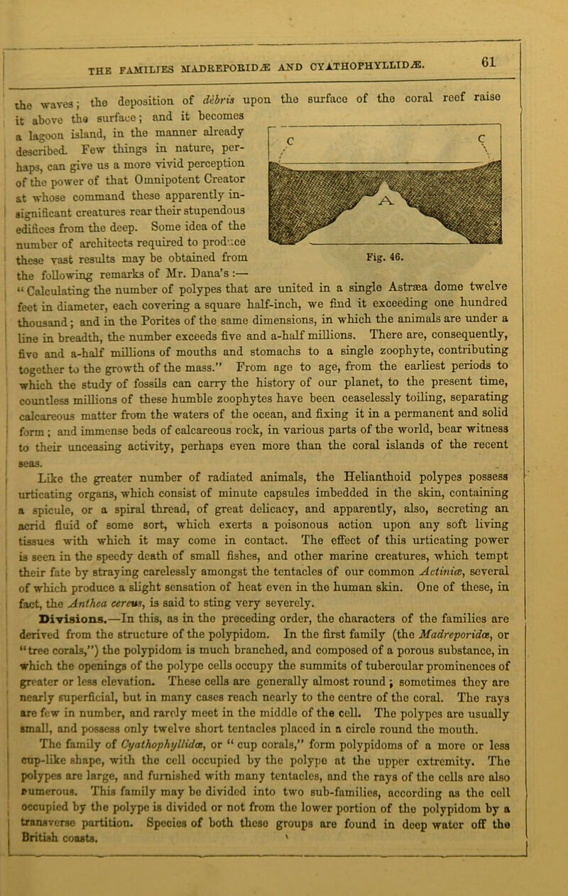 the families madreporid.® and cyathophyllid^. the -waves • the deposition of debris upon the surface of the coral reef raise it above the surface; and it becomes a lagoon island, in the manner already- described. Few things in nature, per- haps, can give us a more vivid perception of the power of that Omnipotent Creator at whose command these apparently in- significant creatures rear their stupendous edifices from the deep. Some idea of the number of architects required to produce these vast results may be obtained from Fig. 46. the following remarks of Mr. Dana’s :— “ Calculating the number of polypes that are united in a single Astraea dome twelve feet in diameter, each covering a square half-inch, we find it exceeding one hundred thousand; and in the Pontes of the same dimensions, in which the animals are under a line in breadth, the number exceeds five and a-half millions. There are, consequently, five and a-half millions of mouths and stomachs to a single zoophyte, contributing together to the growth of the mass.” From age to age, from the earliest periods to which the study of fossils can carry the history of our planet, to the present time, countless millions of these humble zoophytes have been ceaselessly toiling, separating calcareous matter from the waters of the ocean, and fixing it in a permanent and solid form ; and immense beds of calcareous rock, in various parts of the world, bear witness to their unceasing activity, perhaps even more than the coral islands of the recent seas. Like the greater number of radiated animals, the Helianthoid polypes possess urticating organs, which consist of minute capsules imbedded in the skin, containing a spicule, or a spiral thread, of great delicacy, and apparently, also, secreting an acrid fluid of some sort, which exerts a poisonous action upon any soft living tissues with which it may come in contact. The effect of this urticating power is seen in the speedy death of small fishes, and other marine creatures, which tempt their fate by straying carelessly amongst the tentacles of our common Actinia, several of which produce a slight sensation of heat even in the human skin. One of these, in fact, the Anlhea cereus, is said to sting very severely. Divisions.—In this, as in the preceding order, the characters of the families are derived from the structure of the polypidom. In the first family (the Madreporidce, or “tree corals,”) the polypidom is much branched, and composed of a porous substance, in which the openings of the polype cells occupy the summits of tubercular prominences of greater or less elevation. These cells are generally almost round ; sometimes they are nearly superficial, but in many cases reach nearly to the centre of the coral. The rays are few in number, and rarely meet in the middle of the cell. The polypes are usually j small, and possess only twelve short tentacles placed in a circle round the mouth. The family of Cyathophi/llidce, or “ cup corals,” form polypidoms of a more or less cup-like shape, with the cell occupied by the polype at the upper extremity. The rumerous. This family may be divided into two sub-families, according as the cell occupied by the polype is divided or not from the lower portion of the polypidom by a transverse partition. Species of both these groups are found in deep water off the British coasts. '