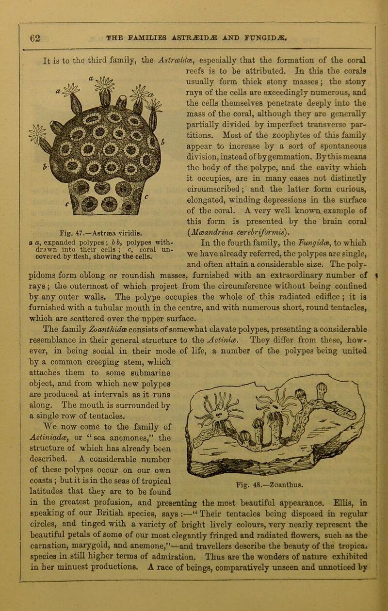 G2 THE FAMILIES ASTR.3EID2E AND FUNGID^E. It is to the third family, the Astrccidce, especially that the formation of the coral reefs is to be attributed. In this the corals usually form thick stony masses; the stony rays of the cells are exceedingly numerous, and the cells themselves penetrate deeply into the mass of the coral, although they are generally partially divided by imperfect transverse par- titions. Most of the zoophytes of this family appear to increase by a sort of spontaneous division, instead of by gemmation. Bythismeans the body of the polype, and the cavity which it occupies, are in many cases not distinctly circumscribed; and the latter form curious, elongated, winding depressions in the surface of the coral. A very well known..example of this form is presented by the brain coral (Mceandrina cerebriformis). In the fourth family, the Fungida, to which we have already referred, the polypes are single, and often attain a considerable size. The poly- pidoms form oblong or roundish masses, furnished with an extraordinary number of 1 rays; the outermost of which project from the circumference without being confined by any outer walls. The polype occupies the whole of this radiated edifice; it is furnished with a tubular mouth in the centre, and with numerous short, round tentacles, which are scattered over the upper surface. The family Zoanthidce consists of somewhat clavate polypes, presenting a considerable resemblance in their general structure to the Actinice. They differ from these, how- ever, in being social in their mode of life, a number of the polypes being united by a common creeping stem, which attaches them to some submarine object, and from which new polypes are produced at intervals as it runs along. The mouth is surrounded by a single row of tentacles. We now come to the family of Actiniadce, or “ sea anemones,” the structure of which has already been described. A considerable number of these polypes occur on our own coasts ; but it is in the seas of tropical latitudes that they are to be found in the greatest profusion, and presenting the most beautiful appearance. Ellis, in speaking of our British species, says:—“ Their tentacles being disposed in regular circles, and tinged with a variety of bright lively colours, very nearly represent the beautiful petals of some of our most elegantly fringed and radiated flowers, such as the carnation, marygold, and anemone,”—and travellers describe the beauty of the tropica, species in still higher terms of admiration. Thus are the wonders of nature exhibited in her minuest productions. A race of beings, comparatively unseen and unnoticed by Fig. 48.—Zoanthus. Fig. 47.—Astreea viridis. a a, expanded polypes; b b, polypes with- drawn into their cells ; c, coral un- covered by flesh, showing the cells.