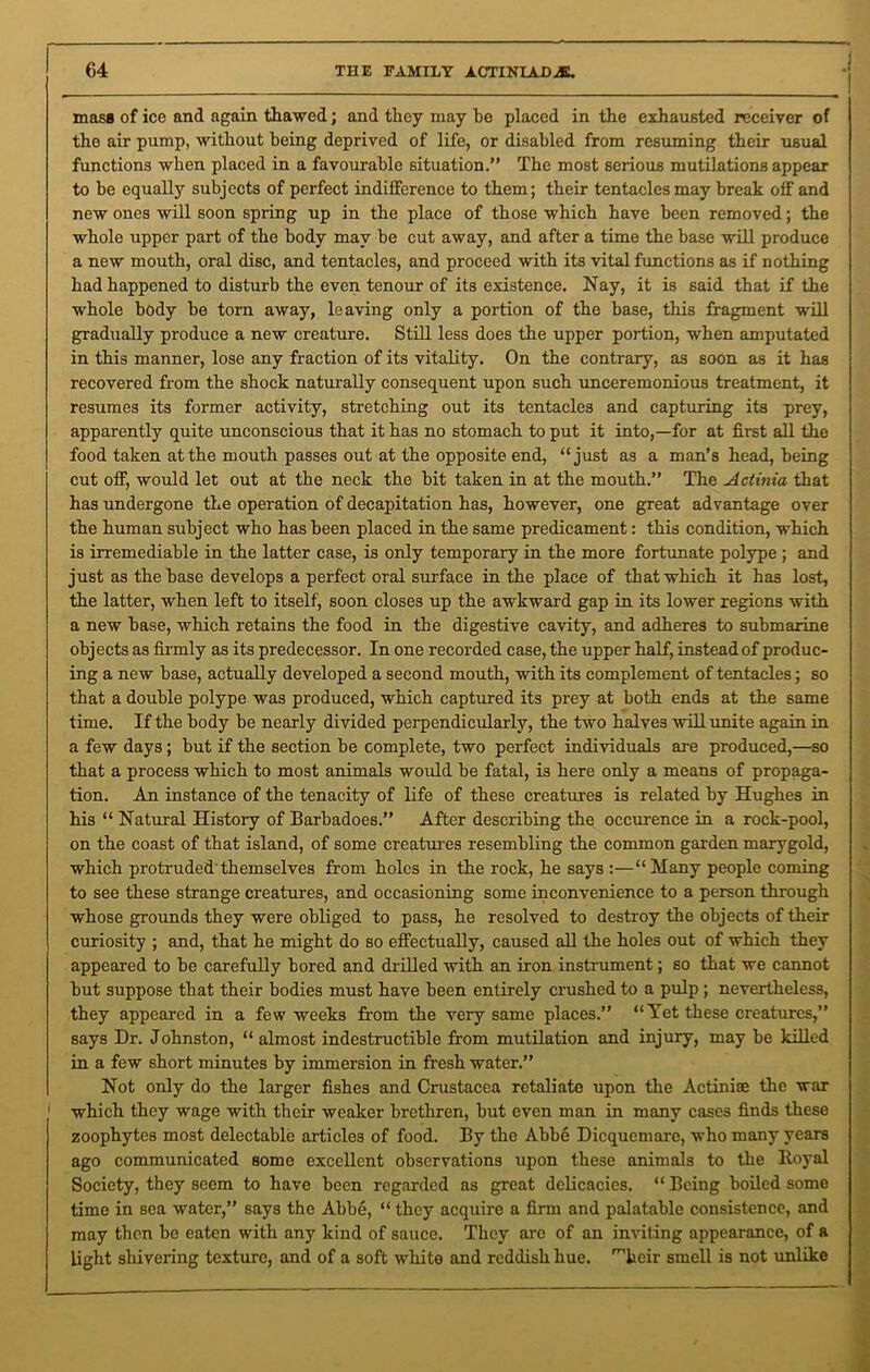 mass of ice and again thawed; and they may be placed in the exhausted receiver of the air pump, without being deprived of life, or disabled from resuming their usual functions when placed in a favourable situation.” The most serious mutilations appear to be equally subjects of perfect indifference to them; their tentacles may break off and new ones will soon spring up in the place of those which have been removed; the whole upper part of the body may be cut away, and after a time the base will produce a new mouth, oral disc, and tentacles, and proceed with its vital functions as if nothing had happened to disturb the even tenour of its existence. Nay, it is said that if the whole body be torn away, leaving only a portion of the base, this fragment will gradually produce a new creature. Still less does the upper portion, when amputated in this manner, lose any fraction of its vitality. On the contrary, as soon as it has recovered from the shock naturally consequent upon such unceremonious treatment, it resumes its former activity, stretching out its tentacles and capturing its prey, apparently quite unconscious that it has no stomach to put it into,—for at first all the food taken at the mouth passes out at the opposite end, “just as a man’s head, being cut off, would let out at the neck the bit taken in at the mouth.” The Actinia that has undergone the operation of decapitation has, however, one great advantage over the human subject who has been placed in the same predicament: this condition, which is irremediable in the latter case, is only temporary in the more fortunate polype ; and just as the base develops a perfect oral surface in the place of that which it has lost, the latter, when left to itself, soon closes up the awkward gap in its lower regions with a new base, which retains the food in the digestive cavity, and adheres to submarine objects as firmly as its predecessor. In one recorded case, the upper half, instead of produc- ing a new base, actually developed a second mouth, with its complement of tentacles; so that a double polype was produced, which captured its prey at both ends at the same time. If the body be nearly divided perpendicularly, the two halves will unite again in a few days; but if the section be complete, two perfect individuals are produced,—so that a process which to most animals would be fatal, is here only a means of propaga- tion. An instance of the tenacity of life of these creatures is related by Hughes in his “ Natural History of Barbadoes.” After describing the occurence in a rock-pool, on the coast of that island, of some creatures resembling the common garden marygold, which protruded themselves from holes in the rock, he says :—“Many people coming to see these strange creatures, and occasioning some inconvenience to a person through whose grounds they were obliged to pass, he resolved to destroy the objects of their curiosity ; and, that he might do so effectually, caused all the holes out of which they appeared to be carefully bored and drilled with an iron instrument; so that we cannot but suppose that their bodies must have been entirely crushed to a pulp ; nevertheless, they appeared in a few weeks from the very same places.” “Yet these creatures,” says Dr. Johnston, “ almost indestructible from mutilation and injury, may be killed in a few short minutes by immersion in fresh water.” Not only do the larger fishes and Crustacea retaliate upon the Actiniae the war j which they wage with their weaker brethren, but even man in many cases finds these zoophytes most delectable articles of food. By the Abbe Dicquemare, who many years ago communicated some excellent observations upon these animals to the Royal Society, they seem to have been regarded as great delicacies. “ Being boiled some time in sea water,” says the Abbe, “ they acquire a firm and palatable consistence, and may then be eaten with any kind of sauce. They arc of an inviting appearance, of a light shivering texture, and of a soft white and reddish hue. ’heir smell is not unlike