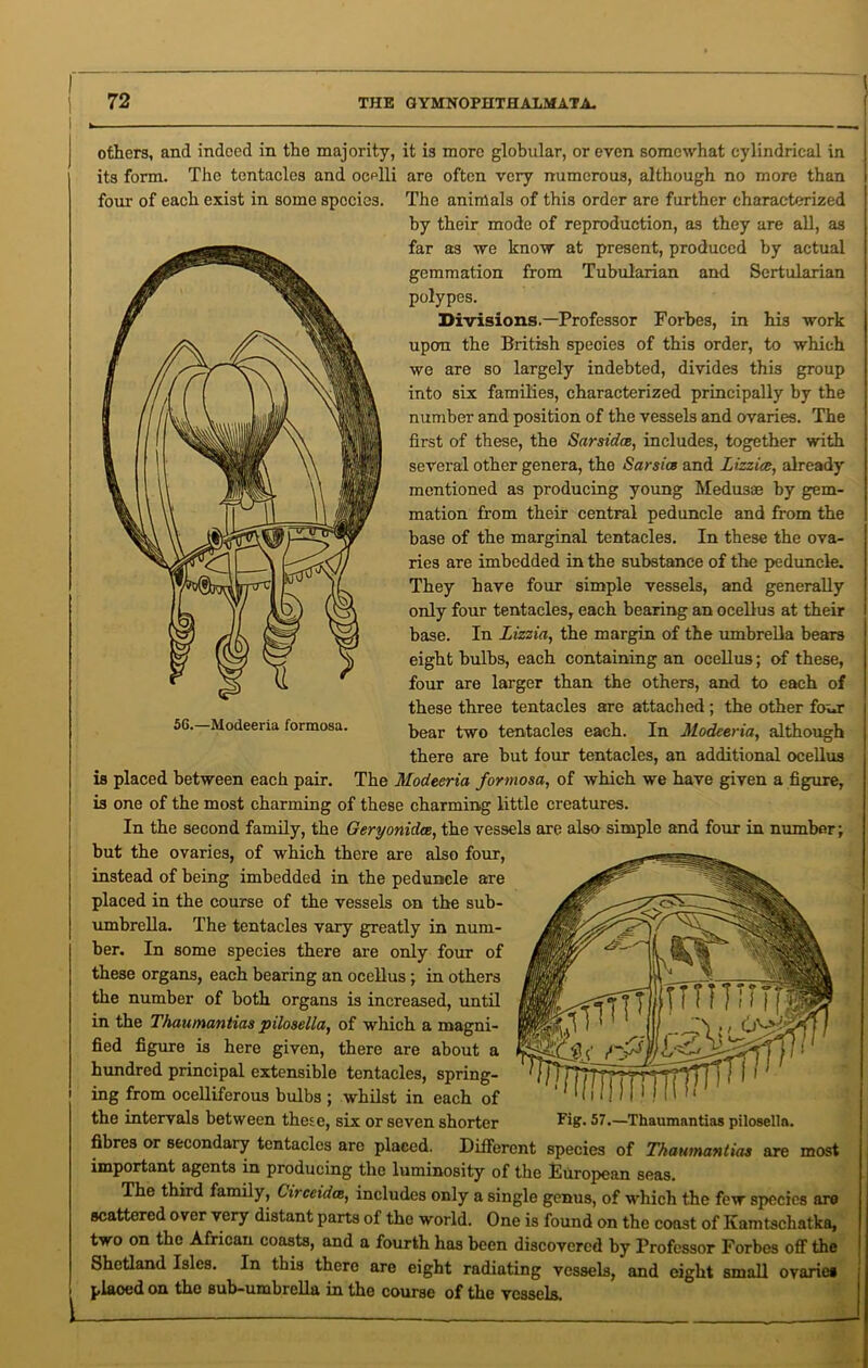 others, and indeed in the majority, it is more globular, or even somewhat cylindrical in its form. The tentacles and ocelli are often very numerous, although no more than The animals of this order are further characterized by their mode of reproduction, as they are all, as far as we know at present, produced by actual gemmation from Tubularian and Sertularian polypes. Divisions.—Professor Forbes, in his work upon the British speoies of this order, to which we are so largely indebted, divides this group into six families, characterized principally by the number and position of the vessels and ovaries. The first of these, the Sarsidce, includes, together with several other genera, the Sarsice and Lizzies, already mentioned as producing young Medusae by gem- mation from their central peduncle and from the base of the marginal tentacles. In these the ova- ries are imbedded in the substance of the peduncle. They have four simple vessels, and generally only four tentacles, each bearing an ocellus at their base. In Lizzia, the margin of the umbrella bears eight bulbs, each containing an ocellus; of these, four are larger than the others, and to each of these three tentacles are attached ; the other four bear two tentacles each. In Modeeria, although there are but four tentacles, an additional ocellus is placed between each pair. The Modeeria formosa, of which we have given a figure, is one of the most charming of these charming little creatures. In the second family, the Geryonidee, the vessels are also simple and four in number; but the ovaries, of which there are also four, instead of being imbedded in the peduncle are placed in the course of the vessels on the sub- umbrella. The tentacles vary greatly in num- ber. In some species there are only four of these organs, each bearing an ocellus ; in others the number of both organs is increased, until in the Thaumantias pilosella, of which a magni- fied figure is here given, there are about a hundred principal extensible tentacles, spring- ing from ocelliferous bulbs ; whilst in each of the intervals between these, six or seven shorter Fig. 57.—Thaumantias pilosella. fibres or secondary tentacles arc placed. Different species of Thaumantias are most important agents in producing the luminosity of the European seas. The third family, Circeidce, includes only a single genus, of which the few species are scattered over very distant parts of the world. One is found on the coast of Kamtschatka, two on the African coasts, and a fourth has been discovered by Professor Forbes off the Shetland Isles. In this there are eight radiating vessels, and eight small ovaries plaoed on the sub-umbrella in the course of the vessels. L four of each exist in some species. 5G.—Modeeria formosa.