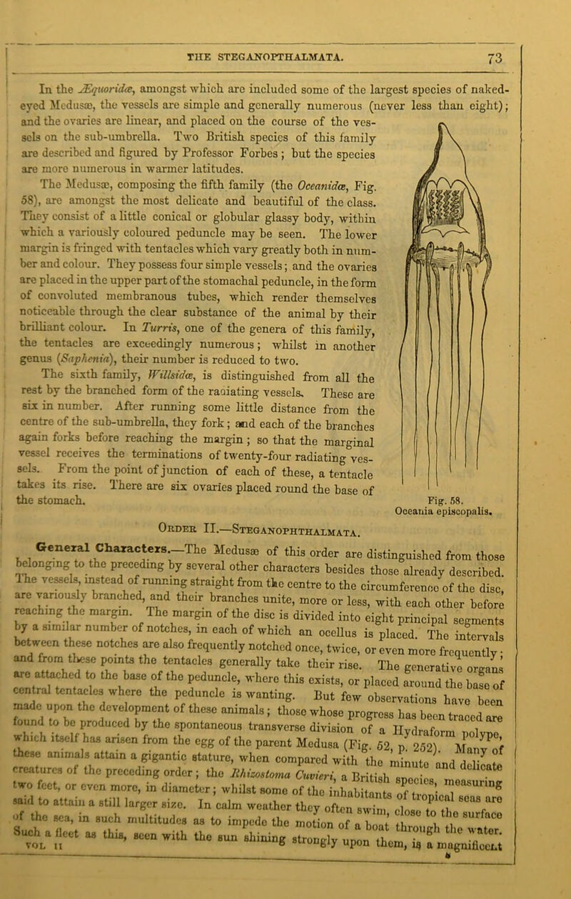 In the JEqnoridce, amongst which arc included some of the largest species of naked- eyed Mcdusm, the vessels are simple and generally numerous (never less than eight); and the ovaries are linear, and placed on the course of the ves- sels on the sub-umbrella. Two British species of this family are described and figured by Professor Forbes ; but the species are more numerous in warmer latitudes. The Medusae, composing the fifth family (the Oceanidce, Fig. 58), are amongst the most delicate and beautiful of the class. They consist of a little conical or globular glassy body, within which a variously coloured peduncle may be seen. The lower margin is fringed with tentacles which vary greatly both in num- ber and colour. They possess four simple vessels; and the ovaries are placed in the upper part of the stomachal peduncle, in the form of convoluted membranous tubes, which render themselves noticeable through the clear substance of the animal by their brilliant colour. In Turris, one of the genera of this family, the tentacles are exceedingly numerous; whilst in another genus (Saphenia), their number is reduced to two. The sixth family, JFillsida, is distinguished from all the rest by the branched form of the radiating vessels. These are six in number. After running some little distance from the centre of the sub-umbrella, they fork; and each of the branches again forks before reaching the margin ; so that the marginal vessel receives the terminations of twenty-four radiating ves- sels. From the point of junction of each of these, a tentacle takes its rise. There are six ovaries placed round the base of the stomach. Order II.—Steganophthalmata. General Characters The Medusae of this order are distinguished from those elongmg to the preceding by several other characters besides those already described. Ihe vessels instead of running straight from the centre to the circumference of the disc, are variously branched, and their branches unite, more or less, with each other before reaching the margin. The margin of the disc is divided into eight principal segments by a similar number of notches in each of which an ocellus is placed. The intervals between these notches are also frequently notched once, twice, or even more frequently • and from these points the tentacles generally take their rise. The generative oraans are attached to the base of the peduncle, where this exists, or placed around the base of -entral tentacles where the peduncle is wanting. But few observations have been made upon the development of these animals; those whose progress has been traced are ound to be produced by the spontaneous transverse division of a Hvdrafnrm r, l Which itself has arisen from the egg of the parent Medusa (Fig 52 these animals attain a gigantic stature, when compared with the minute and ,1 1 ? '! creatures of the preceding order; the Ma BrUUhTc s „.t two feet, or even more, in diameter; whilst some of the il,habitant of u 8 said to attain a still larger size. In calm weather they often swim close to th 6en8„ar0 of the sea, in such multitudes as to impede the motion of a boat 11 1 ,i° “urf“c0 r *» ** - ~ tining