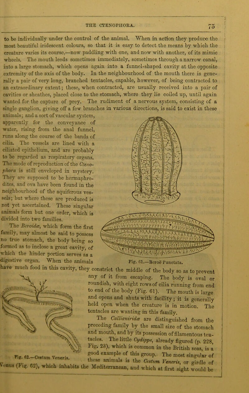 I O to be individually under the control of the animal. When in action they produce the most beautiful iridescent colours, so that it is easy to detect the means by which the creature varies its course,—now paddling with one, and now with another, of its mimic wheels. The mouth leads sometimes immediately, sometimes through a narrow canal, into a large stomach, which opens again into a funnel-shaped cavity at the opposite extremity of the axis of the body. In the neighbourhood of the mouth there is gene- rally a pair of very long, branched tentacles, capable, however, of being contracted to an extraordinary extent; these, when contracted, are usually received into a pair of cavities or sheathes, placed close to the stomach, where they lie coiled up, until again wanted for the capture of prey. The rudiment of a nervous system, consisting of a single ganglion, giving off a few branches in various directions, is said to exist in these animals; and a sort of vascular system, apparently for the conveyance of water, rising from the anal funnel, runs along the course of the bands of cilia. The vessels are lined with a ciliated epithelium, and are probably to be regarded as respiratory organs. The mode of reproduction of the Cteno- phora is still enveloped in mystery. They are supposed to be hermaphro- dites, and ova have been found in the neighbourhood of the aquiferous ves- sels ; but where these are produced is not yet ascertained. These singular animals form but one order, which is divided into two families. The Beroidcc, which form the first family, may almost be said to possess no true stomach, the body being so formed as to inclose a great cavity, of which the hinder portion serves as a digestive organ. When the animals Fig. 01.—Beroe Punctata, have much food in this cavity, they constrict the middle of the body so as to prevent any of it from escaping. The body is oval or roundish, with eight rows of cilia running from end to end of the body (Fig. 61). The mouth is large and opens and shuts with facility ; it is generally held open when the creature is in motion. The tentacles arc wanting in this family. The Callianiridai are distinguished from the preceding family by the small size of the stomach and mouth, and by its possession of filamentous ten- tacles. I he little Cydippe, already figured (p. 228, I ig. 23), which is common in the British seas, is a good example of this group. The most singular of these animals is the Ccstum Veneris, or girdle of r n n\ . , - *1 i i *«»»• r ui iriruic oi Venus (Pig. G2), which inhabits the Mediterranean, and which at first sight would be