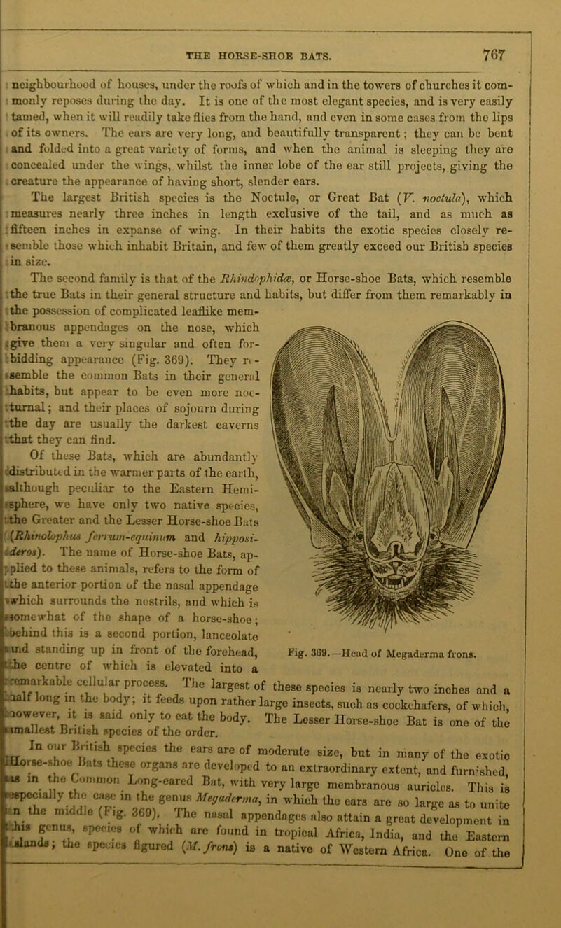 neighbourhood of houses, under the roofs of which and in the towers of churches it com- monly reposes during the day. It is one of the most elegant species, and is very easily tamed, when it will readily take flies from the hand, and even in some cases from the lips of its owners. The ears are very long, and beautifully transparent; they can be bent and folded into a great variety of forms, and when the animal is sleeping they are concealed under the wings, whilst the inner lobe of the ear still projects, giving the creature the appearance of having short, slender ears. The largest British species is the Noctule, or Great Bat (V. vociula), which measures nearly three inches in length exclusive of the tail, and as much as : fifteen inches in expanse of wing. In their habits the exotic species closely re- • 8emble those which inhabit Britain, and few of them greatly exceed our British species in size. The second family is that of the Rhiiidnphidee, or Ilorse-shoe Bats, which resemble the true Bats in their general structure and habits, but differ from them remarkably in the possession of complicated leaflike mem- ibranous appendages on the nose, which igive them a very singular and often for- tbidding appearance (Fig. 369). They r«- ‘semble the common Bats in their general .‘habits, but appear to be even more noc- ttumal; and their places of sojourn during '.the day are usually the darkest caverns that they can find. Of these Bats, which are abundantly ddistributed in the warmer parts of the earth, ^although peculiar to the Eastern Hemi- sphere, we have only two native species, ' the Greater and the Lesser Horse-shoe Bats (Rhinolophus fenum-equinum and hippo sl- ider os). The name of Horse-shoe Bats, ap- p plied to these animals, refers to the form of '.the anterior portion of the nasal appendage 'which surrounds the nostrils, and which is esomewhat of the shape of a horse-shoe; Ibehind this is a second portion, lanceolate md standing up in front of the forehead, it die centre of which is elevated into a remarkable cellular process. The largest of these species is nearly two inches and a • aalf long m the body; it feeds upon rather large insects, such as cockchafers, of which, . rowever, it is said only to eat the b(jdy. The Lcgser Horse_sboe Bat ig one Qf th(j Fig. 3(59.— Head of .Megaderma frons. imallest British species of the order. In our British species the ears are of moderate size, but in many of the exotic LHorse-shoe Bats these organs arc developed to an extraordinary extent, and furnished tis in the Common Long-eared Bat, with very large membranous auricles. This is Especially the case in the genus Megaderma, in which the cars are so large as to unite i n the middle (Fig. 369). The nasal appendages also attain a great development in | .his genus, species of winch are found in tropical Africa, India, and the Eastern calamls; the species figured (M. front) is a native of Western Africa. One of the