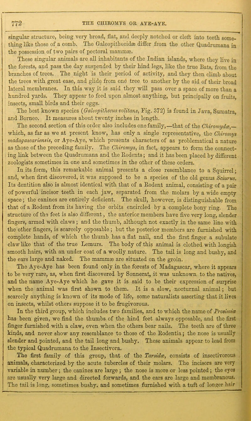 singular structure, being very broad, flat, and deeply notched or cleft into teeth some- thing like those of a comb. The Galeopithecidm differ from the other Quadrumana in the possession of two pairs of pectoral mamma). These singular animals arc all inhabitants of the Indian islands, where they live in the forests, and pass the day suspended by their hind legs, like the true Bats, from the branches of trees. The night is their period of activity, and they then climb about the trees with great ease, and glide from one tree to another by the aid of their broad lateral membranes. In this way it is said they will pass over a space of more than a hundred yards. They appear to feed upon almost anything, but principally on fruits, insects, small birds and their eggs. The best known species (Galcopithecus volitans, Fig. 372) is found in Java, Sumatra, and Borneo. It measures about twenty inches in length. The second section of this order also includes one family,—that of the Chiromydce,— which, as far as we at present know, has only a single representative, the Chiromys Madagascar iensis, or Aye-Aye, which presents characters of as problematical a nature as those of the preceding family. The Chiromys, in fact, appears to form the connect- ing link between the Quadrumana and the Rodents; and it has been placed by different zoologists sometimes in one and sometimes in the other of these orders. In its form, this remarkable animal presents a close resemblance to a Squirrel; and, when first discovered, it was supposed to be a species of the old genus Sciurus. Its dentition also is almost identical with that of a Rodent animal, consisting of a pair of powerful incisor teeth in each jaw, separated from the molars by a wide empty space; the canines are entirely deficient. The skull, however, is distinguishable from that of a Rodent from its having the orbits encircled by a complete bony ring. The structure of the feet is also different, the anterior members have five very long, slender fingers, armed with claws ; and the thumb, although not exactly in the same line with the other fingers, is scarcely opposable ; but the posterior members are furnished with complete hands, of which the thumb has a flat nail, and the first finger a subulate claw like that of the true Lemurs. The body of this animal is clothed with longish smooth hairs, with an under coat of a woolly nature. The tail is long and bushy, and the ears large and naked. The mammee are situated on the groin. The Aye-Aye has been found only in the forests of Madagascar, where it appears to be very rare, as, when first discovered by Sonnerat, it was unknown to the natives, and the name Aye-Aye which he gave it is said to be their expression of surprise when the animal was first shown to them. It is a slow, nocturnal animal; but scarcely anything is known of its mode of life, some naturalists asserting that it lives on insects, whilst others suppose it to be frugivorous. In the third group, which includes two families, and to Which the name of Prositnia has been given, we find the thumbs of the hind feet always opposable, and the first finger furnished with a claw, even when the others bear nails. The teeth are of three kinds, and never show any resemblance to those of the Rodentia; the nose is usually slender and pointed, and the tail long and bushy. These animals appear to lead from the typical Quadrumana to the Insectivora. The first family of this group, that of the Tar sides, consists of insectivorous animals, characterized by the acute tubercles of their molars. The incisors are very variable in number; the canines are large ; the nose is more or less pointed; the eyes are usually very large and directed forwards, and the ears are large and membranous. The tail is long, sometimes bushy, and sometimes furnished with a tuft of longer hair