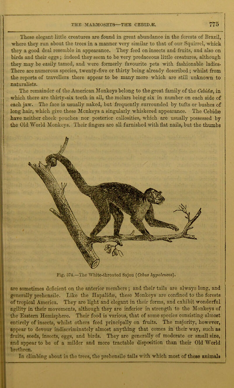 These elegant littlo creatures are found in great abundance in the forests of Brazil, •where they run about the trees in a manner very similar to that of our Squirrel, which they a good deal resemble in appearance. They feed on insects and fruits, and also on birds and their eggs ; indeed they seem to be very predaceous little creatures, although they may be easily tamed, and were formerly favourite pets with fashionable ladies. There are numerous species, twenty-five or thirty being already described; whilst from the reports of travellers there appear to be many more which are still unknown to naturalists. The remainder of the American Monkeys belong to the great family of the Cebida, in which there are thirty-six teeth in all, the molars being six in number on each side of each jaw. The face is usually naked, but frequently surrounded by tufts or bushes of long hair, which give these Monkeys a singularly whiskered appearance. The Cebidae have neither cheek pouches nor posterior callosities, which are usually possessed by the Old World Monkeys. Their fingers are all furnished with flat nails, but the thumbs Fig. 374.—The White-throated Sajou [Ccbus hypolcucos). are sometimes deficient on the anterior members ; and their tails are always long, and generally prehensile. Like the Ilapalidfc, these Monkeys are confined to the forests of tropical America. They are light and elegant in their forms, and exhibit wonderful agility in their movements, although they are inferior in strength to the Monkeys of the Eastern Hemisphere. Their food is various, that of some species consisting almost entirely of insects, whilst others feed principally on fruits. The majority, however, appear to devour indiscriminately almost anything that comes in their way, such as fruits, seeds, insects, eggs, and birds. They are generally of moderate or small size, and appear to be of a milder and moro tractable disposition than their Old World brethren. In climbing about in the trees, the prehensile tails with which most of these animals
