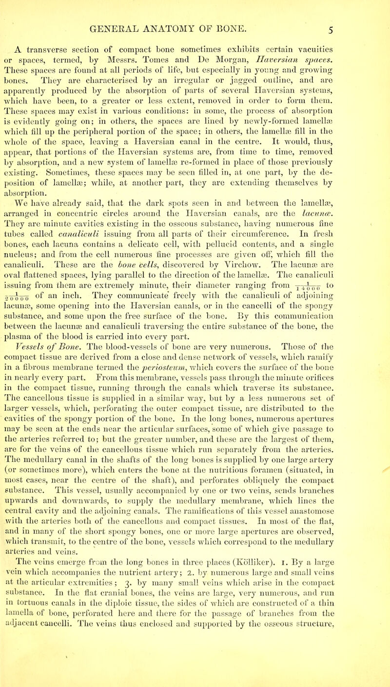 A transverse section of compact bone sometimes exhibits certain vacuities or spaces, termed, by Messrs. Tomes and De Morgan, Haversian spaces. These spaces are found at all periods of life, but especially in young and growing bones. They are characterised by an irregular or jagged outline, and are apparently produced by the absorption of parts of several Haversian systems, which have been, to a greater or less extent, removed in order to form them. These spaces may exist in various conditions: in some, the process of absorption is evidently going on; in others, the spaces are lined by newly-formed lamella? which till up the peripheral portion of the space; in others, the lamella? fill in the whole of the space, leaving a Haversian canal in the centre. It would, thus, appear, that portions of the Haversian systems are, from time to time, removed by absorption, and a new system of lamella? re-formed in place of those previously existing. Sometimes, these spaces may be seen filled in, at one part, by the de- position of lamella?; while, at another part, they are extending themselves by absorption. We have already said, that the dark spots seen in and between the lamella?, arranged in concentric circles around the Haversian canals, are the lacunce. They are minute cavities existing in the osseous substance, having numerous fine tubes called canaliculi issuing from all parts of their circumference. In fresh bones, each lacuna contains a delicate cell, with pellucid contents, and a single nucleus; and from the cell numerous fine processes are given off, which fill the canaliculi. These are the bone cells, discovered by Virchow. The lacuna? are oval flattened spaces, lying parallel to the direction of the lamella?. The canaliculi issuing from them are extremely minute, their diameter ranging from y-;nnrn to 2~oo~oo °f an inch. They communicate freely with the canaliculi of adjoining lacuna?, some opening into the Haversian canals, or in the cancelli of the spongy substance, and some upon the free surface of the bone. By this communication between the lacuna? and canaliculi traversing the entire substance of the bone, the plasma of the blood is carried into every part. Vessels of Bone. The blood-vessels of bone are very numerous. Those of the compact tissue are derived from a close and dense network of vessels, which ramify in a fibrous membrane termed the periosteum, which covers the surface of the bone in nearly every part. From this membrane, vessels pass through the minute orifices in the compact tissue, running through the canals which traverse its substance. The cancellous tissue is supplied in a similar way, but by a less numerous set of larger vessels, which, perforating the outer compact tissue, are distributed to the cavities of the spongy portion of the bone. In the long bones, numerous apertures may be seen at the ends near the articular surfaces, some of which give passage to the arteries referred to; but the greater number, and these are the largest of them, are for the veins of the cancellous tissue which run separately from the arteries. The medullary canal in the shafts of the long bones is supplied by one large artery (or sometimes more), which enters the bone at the nutritious foramen (situated, in most cases, near the centre of the shaft), and perforates obliquely the compact substance. This vessel, usually accompanied by one or two veins, sends branches upwards and downwards, to supply the medullary membrane, which lines the central cavity and the adjoining canals. The ramifications of this vessel anastomose with the arteries both of the cancellous and compact tissues. In most of the flat, and in many of the short spongy bones, one or more large apertures are observed, which transmit, to the centre of the bone, vessels which correspond to the medullary arteries and veins. The veins emerge from the long bones in three places (Kolliker). I. By a large vein which accompanies the nutrient artery; 2. by numerous large and small veins at the articular extremities; 3. by many small veins which arise in the compact substance. In the fiat cranial bones, the veins are large, very numerous, and run in tortuous canals in the diploic tissue, the sides of which are constructed of a thin lamella of bone, perforated here and there for the passage of branches from the adjacent cancelli. The veins thus enclosed and supported by the osseous structure,