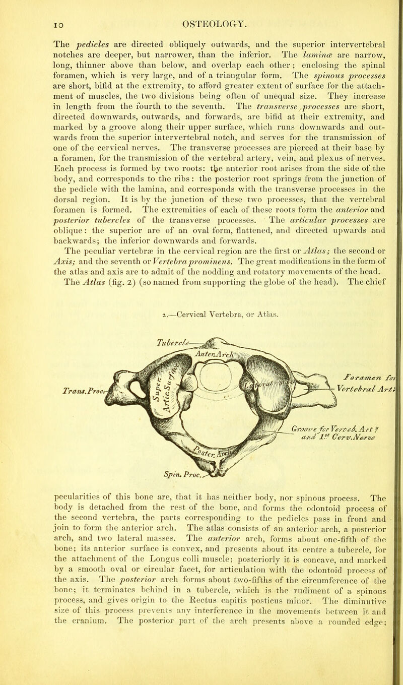 The pedicles are directed obliquely outwards, and the superior intervertebral notches are deeper, but narrower, than the inferior. The lamina are narrow, long, thinner above than below, and overlap each other; enclosing the spinal foramen, which is very large, and of a triangular form. The spinous processes are short, bifid at the extremity, to afford greater extent of surface for the attach- ment of muscles, the two divisions being often of unequal size. They increase in length from the fourth to the seventh. The transverse processes are short, directed downwards, outwards, and forwards, are bifid at their extremity, and marked by a groove along their upper surface, which runs downwards and out- wards from the superior intervertebral notch, and serves for the transmission of one of the cervical nerves. The transverse processes are pierced at their base by a foramen, for the transmission of the vertebral artery, vein, and plexus of nerves. Each process is formed by two roots: the anterior root arises from the side of the body, and corresponds to the ribs: the posterior root springs from the junction of the pedicle with the lamina, and corresponds with the transverse processes in the dorsal region. It is by the junction of these two processes, that the vertebral foramen is formed. The extremities of each of these roots form the anterior and posterior tubercles of the transverse processes. The articular processes are oblique: the superior are of an oval form, flattened, and directed upwards and backwards; the inferior downwards and forwards. The peculiar vertebrae in the cervical region are the first or Atlas; the second or Axis; and the seventh or Vertebraprominens. The great modifications in the form of the atlas and axis are to admit of the nodding and rotatory movements of the head. The Atlas (fig. 2) (so named from supporting the globe of the head). The chief 2.—Cervical Vertebra, or Atlas. pecularities of this bone are, that it has neither body, nor spinous process. The body is detached from the rest of the bone, and forms the odontoid process of the second vertebra, the parts corresponding to the pedicles pass in front and join to form the anterior arch. The atlas consists of an anterior arch, a posterior arch, and two lateral masses. The anterior arch, forms about one-fifth of the bone; its anterior surface is convex, and presents about its centre a tubercle, for the attachment of the Longus colli muscle; posteriorly it is concave, and marked by a smooth oval or circular facet, for articulation with the odontoid process of the axis. The posterior arch forms about two-fifths of the circumference of the bone; it terminates behind in a tubercle, which is the rudiment of a spinous process, and gives origin to the Rectus capitis posticus minor. The diminutive size of this process prevents any interference in the movements between it and the cranium. The posterior part of the arch presents above a rounded edge;