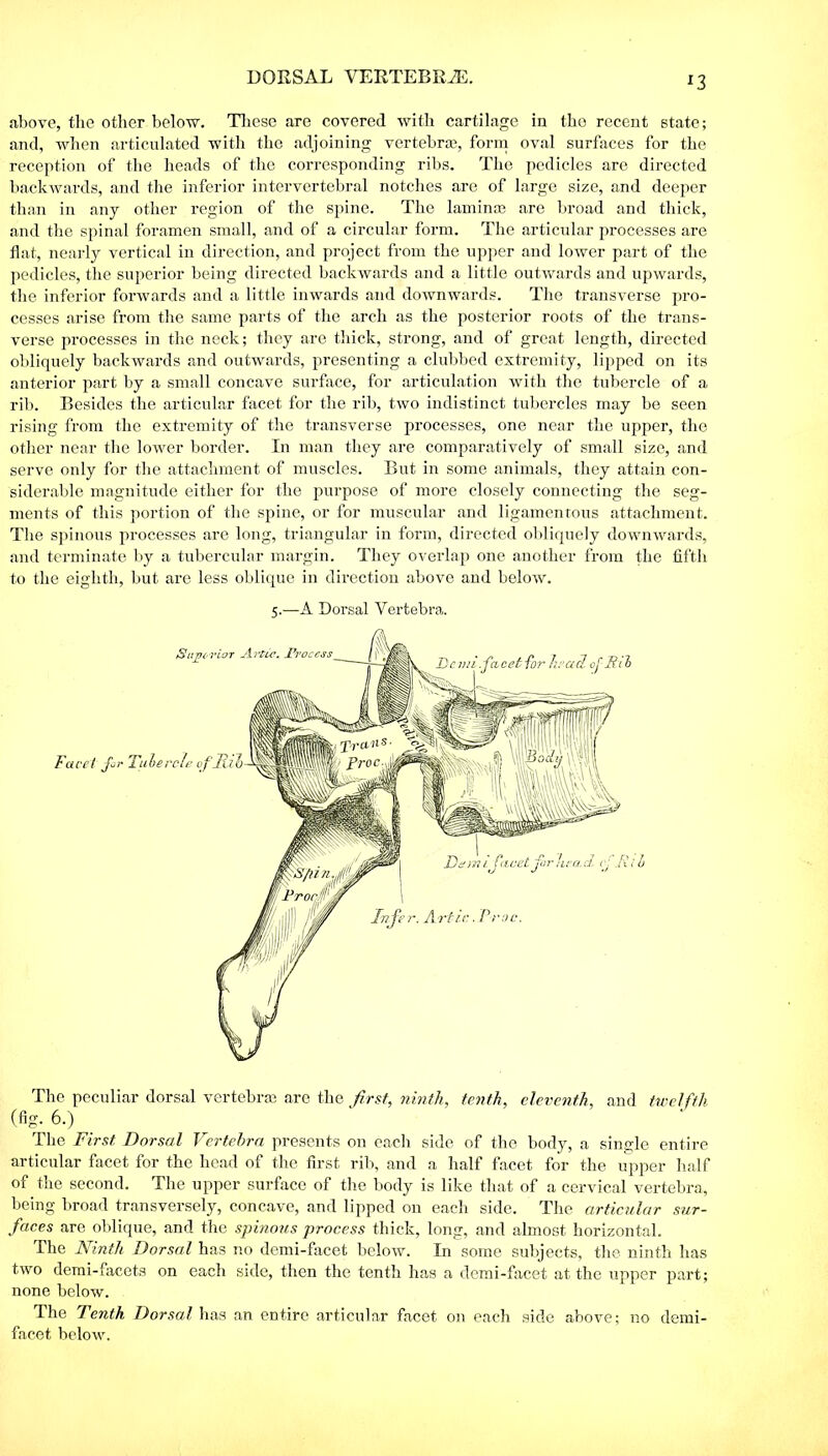 DORSAL VERTEBRiE. *3 above, the other below. These are covered with cartilage in tho recent state; and, when articulated with the adjoining vertebra;, form oval surfaces for the reception of the heads of the corresponding ribs. The pedicles are directed backwards, and the inferior intervertebral notches are of large size, and deeper than in any other region of the spine. The lam in as are broad and thick, and the spinal foramen small, and of a circular form. The articular processes are flat, nearly vertical in direction, and project from the upper and lower part of the pedicles, the superior being directed backwards and a little outwards and upwards, the inferior forwards and a little inwards and downwards. The transverse pro- cesses arise from the same parts of the arch as the posterior roots of the trans- verse processes in the neck; they are thick, strong, and of great length, directed obliquely backwards and outwards, presenting a clubbed extremity, lipped on its anterior part by a small concave surface, for articulation with the tubercle of a rib. Besides the articular facet for the rib, two indistinct tubercles may be seen rising from the extremity of the transverse processes, one near the upper, the other near the lower border. In man they are comparatively of small size, and serve only for the attachment of muscles. But in some animals, they attain con- siderable magnitude either for the purpose of more closely connecting the seg- ments of this portion of the spine, or for muscular and ligamentous attachment. The spinous processes are long, triangular in form, directed obliquely downwards, and terminate by a tubercular margin. They overlap one another from the fifth to the eighth, but are less oblique in direction above and below. The peculiar dorsal vertebra are the first, ninth, tenth, eleventh, and twelfth (fig. 6.) The First Dorsal Vertebra presents on each side of the body, a single entire articular facet for the head of the first rib, and a half facet for the upper half of the second. The upper surface of the body is like that of a cervical vertebra, being broad transversely, concave, and lipped on each side. The articular sur- faces are oblique, and the spinous process thick, long, and almost horizontal. The Ninth Dorsal has no demi-facet below. In some subjects, the ninth has two demi-facets on each side, then the tenth has a demi-facet at the upper part; none below. The Tenth Dorsal has an entire articular facet on each side above; no demi- facet below. 5.—A Dorsal Vertebra. Facet fr Tubert