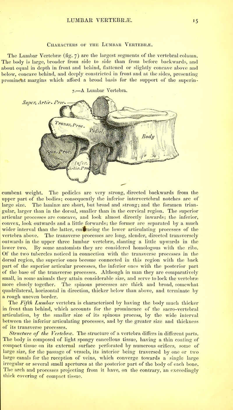 LUMBAR VERTEBRAL Characters of the Lumbar Vertebrae. The Lumbar Vertebrae (fig. 7) are the largest segments of the vertebral column. The body is large, broader from side to side than from before backwards, and about equal in depth in front and behind, flattened or slightly concave above and below, concave behind, and deeply constricted in front and at the sides, presenting prominent margins which afford a broad basis for the support of the supcrin- 7.—A Lumbar Vertebra. cumbent weight. The pedicles are very strong, directed backwards from the upper part of the bodies; consequently the inferior intervertebral notches are of large size. The laminse are short, but broad and strong; and the foramen trian- gular, larger than in the dorsal, smaller than in the cervical region. The superior articular processes are concave, and look almost directly inwards; the inferior, convex, look outwards and a little forwards; the former are separated by a much wider interval than the latter, emlftmcing the lower articulating processes of the vertebra above. The transverse processes are long, slender, directed transversely outwards in the upper three lumbar vertebras, slanting a little upwards in the lower two. By some anatomists they are considered homologous with the ribs. Of the two tubercles noticed in connection with the transverse processes in the dorsal region, the superior ones become connected in this region with the back part of the superior articular processes, the inferior ones with the posterior part j of the base of the transverse processes. Although in man they are comparatively small, in some animals they attain considerable size, and serve to lock the vertebrae more closely together. The spinous processes are thick and broad, somewhat quadrilateral, horizontal in direction, thicker below than above, and terminate by a rough uneven border. The Fifth Lumbar vertebra is characterised by having the body much thicker in front than behind, which accounts for the prominence of the sacro-vertebral articulation, by the smaller size of its spinous process, by the wide interval between the inferior articulating processes, and by the greater size and thickness of its transverse processes. Structure of the Vertebrce. The structure of a vertebra differs in different parts. The body is composed of light spongy cancellous tissue, having a thin coating of compact tissue on its external surface perforated by numerous orifices, some of large size, for the passage of vessels, its interior being traversed by one or two large canals for the reception of veins, which converge towards a single large irregular or several small apertures at the posterior part of the body of each bone. The arch and processes projecting from it have, on the contrary, an exceedingly thick covering of compact tissue.