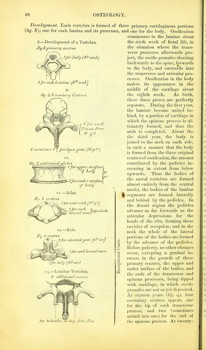 Development. Each vertebra is formed of three primary cartilaginous portions (fig. 8); one for each lamina and its processes, and one for the body. Ossification commences in the laminae about 8.—Development of a Vertebra. J3y 3primary eeritres / for Hody f 8 f.' loccAj / for each Lamina (6*- weekJ the sixth week of foetal life, in the situation where the trans- verse processes afterwards pro- ject, the ossific granules shooting backwards to the spine, forwards to the body, and outwards into the transverse and articular pro- cesses. Ossification in the body makes its appearance in the middle of the cartilage about By 2 additional, plates for upper surfaces of lody L Vs -1for under stnfeteA of body 11.—Atlas. Ba 3 centres • /for center, ansi l for truth lateral, vwns) v 131/ 6 12.—Axis. .J for odontoidj?roc lG?-L m-oj \ /far caoh lateral mass Lady (CH mo.) 13.—Lumbar Vertebra. A rulditioTuil cent res the eighth week. At birth, these three pieces are perfectly separate. During the first year, the lam in ce become united be- hind, by a portion of cartilage in which the spinous process is ul- timately formed, and thus the arch is completed. About the the third year, the body is joined to the arch on each side, in such a manner that the body is formed from the three original centres of ossification, the amount contributed by the pedicles in- creasing in extent from below upwards. Thus the bodies of the sacral vertebrae are formed almost entirely from the central nuclei, the bodies of the lumbar segments are formed laterally and behind by the pedicles. In the dorsal region the pedicles advance as far forwards as the articular depressions for the heads of the ribs, forming these cavities of reception; and in the neck the whole of the lateral portions of the bodies are formed by the advance of the pedicles. Before puberty, no other changes occur, excepting a gradual in- crease in the growth of these primary centres, the upper and under surface of the bodies, and the ends of the transverse and spinous processes, being tipped with cartilage, in which ossific granules are not as yet deposited. At sixteen years (fig. 9), four secondary centres appear, one for the tip of each transverse process, and two (sometimes united into one) for the end of the spinous process. At twenty-