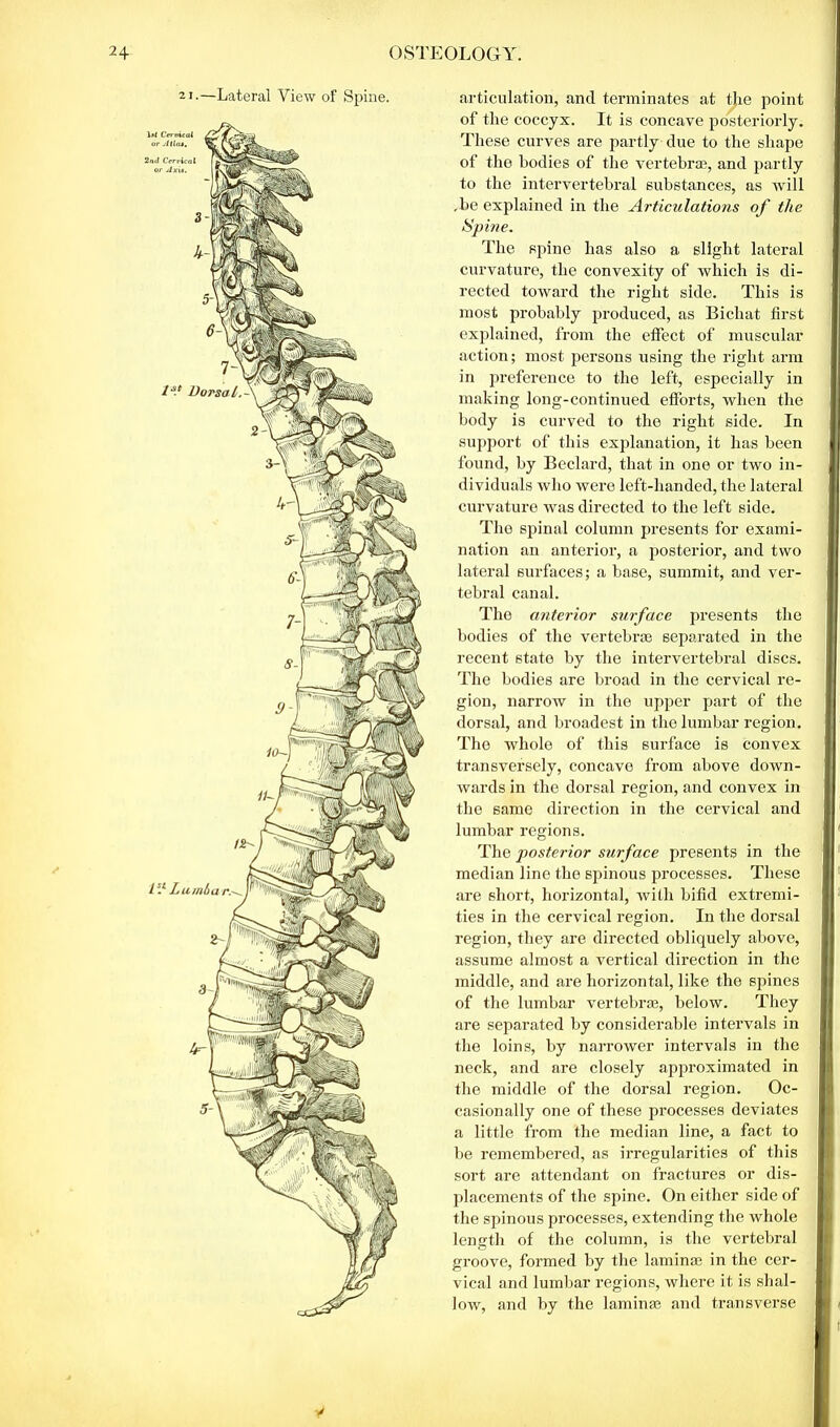 21.—Lateral View of Spine. VL Lumbar. 1. Dorsal. articulation, and terminates at the point of the coccyx. It is concave posteriorly. These curves are partly due to the shape of the bodies of the vertebrae, and partly to the intervertebral substances, as will ,be explained in the Articulations of the Spine. The spine has also a slight lateral curvature, the convexity of which is di- rected toward the right side. This is most probably produced, as Bichat first explained, from the effect of muscular action; most persons using the right arm in preference to the left, especially in making long-continued efforts, when the body is curved to the right side. In support of this explanation, it has been found, by Beclard, that in one or two in- dividuals who were left-handed, the lateral curvature was directed to the left side. The spinal column presents for exami- nation an anterior, a posterior, and two lateral surfaces; a base, summit, and ver- tebral canal. The anterior surface presents the bodies of the vertebras separated in the recent state by the intervertebral discs. The bodies arc broad in the cervical re- gion, narrow in the upper part of the dorsal, and broadest in the lumbar region. The whole of this surface is convex transversely, concave from above down- wards in the dorsal region, and convex in the same direction in the cervical and lumbar regions. The posterior surface presents in the median line the spinous processes. These are short, horizontal, with bifid extremi- ties in the cervical region. In the dorsal region, they are directed obliquely above, assume almost a vertical direction in the middle, and are horizontal, like the spines of the lumbar vertebras, below. They are separated by considerable intervals in the loins, by narrower intervals in the neck, and are closely approximated in the middle of the dorsal region. Oc- casionally one of these processes deviates a little from the median line, a fact to be remembered, as irregularities of this sort are attendant on fractures or dis- placements of the spine. On either side of the spinous processes, extending the whole length of the column, is the vertebral groove, formed by the lamina3 in the cer- vical and lumbar regions, where it is shal- low, and by the laminas and transverse