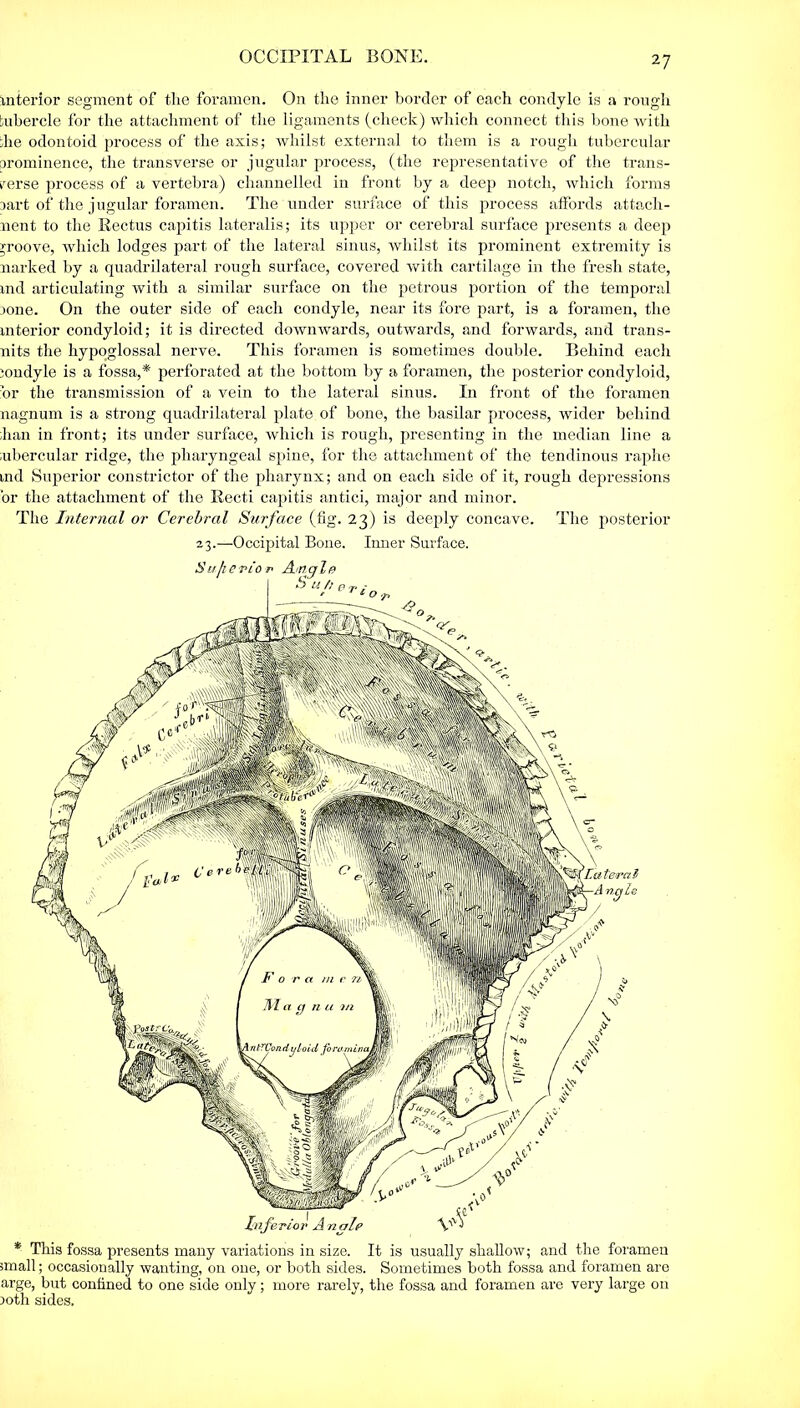 interior segment of the foramen. On the inner border of each condyle is a rough tubercle for the attachment of the ligaments (check) which connect this bone with the odontoid process of the axis; whilst external to them is a rough tubercular prominence, the transverse or jugular process, (the representative of the trans- verse process of a vertebra) channelled in front by a deep notch, which forms iart of the jugular foramen. The under surface of this process affords attach- nent to the Rectus capitis lateralis; its upper or cerebral surface presents a deep groove, which lodges part of the lateral sinus, whilst its prominent extremity is narked by a quadrilateral rough surface, covered with cartilage in the fresh state, md articulating with a similar surface on the petrous portion of the temporal jone. On the outer side of each condyle, near its fore part, is a foramen, the interior condyloid; it is directed downwards, outwards, and forwards, and trans- nits the hypoglossal nerve. This foramen is sometimes double. Behind each mndyle is a fossa,* perforated at the bottom by a foramen, the posterior condyloid, ’or the transmission of a vein to the lateral sinus. In front of the foramen nagnum is a strong quadrilateral plate of bone, the basilar process, wider behind han in front; its under surface, which is rough, presenting in the median line a ubercular ridge, the pharyngeal spine, for the attachment of the tendinous raphe md Superior constrictor of the pharynx; and on each side of it, rough depressions or the attachment of the Recti capitis antici, major and minor. The Internal or Cerebral Surface (tig. 23) is deeply concave. The posterior 23.—-Occipital Bone. Inner Surface. * This fossa presents many variations in size. It is usually shallow; and the foramen small; occasionally wanting, on one, or both sides. Sometimes both fossa and foramen are arge, but confined to one side only; more rarely, the fossa and foramen are very large on 30th sides.