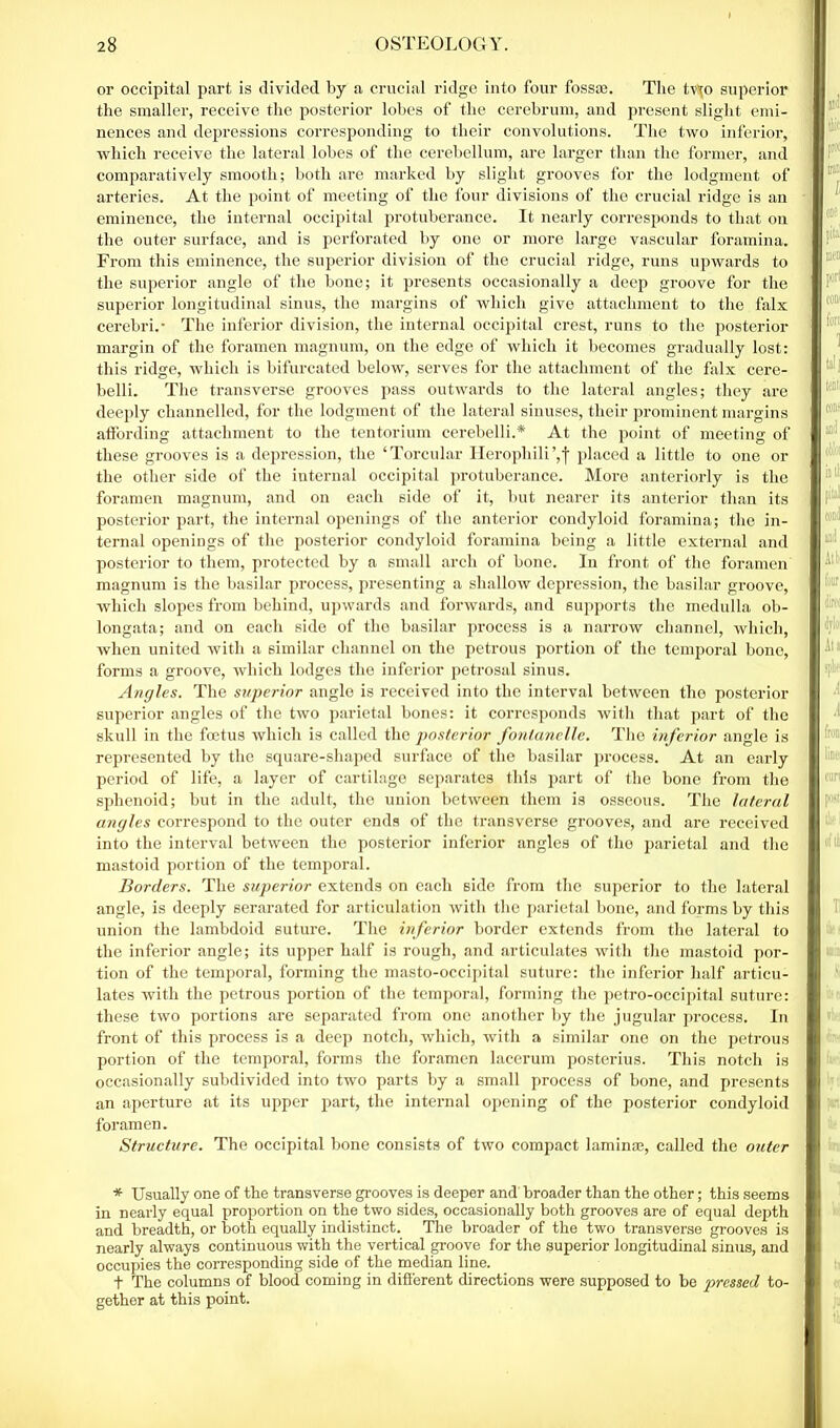 or occipital part is divided by a crucial ridge into four fossae. The tv\o superior the smaller, receive the posterior lobes of the cerebrum, and present slight emi- nences and depressions corresponding to their convolutions. The two inferior, which receive the lateral lobes of the cerebellum, are larger than the former, and comparatively smooth; both are marked by slight grooves for the lodgment of arteries. At the point of meeting of the four divisions of the crucial ridge is an eminence, the internal occipital protuberance. It nearly corresponds to that on the outer surface, and is perforated by one or more large vascular foramina. From this eminence, the superior division of the crucial ridge, runs upwards to the superior angle of the bone; it presents occasionally a deep groove for the superior longitudinal sinus, the margins of which give attachment to the falx cerebri.* The inferior division, the internal occipital crest, runs to the posterior margin of the foramen magnum, on the edge of which it becomes gradually lost: this ridge, which is bifurcated below, serves for the attachment of the falx cere- belli. The transverse grooves pass outwards to the lateral angles; they are deeply channelled, for the lodgment of the lateral sinuses, their prominent margins affording attachment to the tentorium cerebelli.* At the point of meeting of these grooves is a depression, the ‘Torcular Herophili ’,j placed a little to one or the other side of the internal occipital protuberance. More anteriorly is the foramen magnum, and on each side of it, but nearer its anterior than its posterior part, the internal openings of the anterior condyloid foramina; the in- ternal openings of the posterior condyloid foramina being a little external and posterior to them, protected by a small arch of bone. In front of the foramen magnum is the basilar process, presenting a shallow depression, the basilar groove, which slopes from behind, upwards and forwards, and supports the medulla ob- longata; and on each side of the basilar process is a narrow channel, which, when united with a similar channel on the petrous portion of the temporal bone, forms a groove, which lodges the inferior petrosal sinus. Angles. The superior angle is received into the interval between the posterior superior angles of the two parietal bones: it corresponds with that part of the skull in the fetus which is called the posterior fontanelle. The inferior angle is represented by the square-shaped surface of the basilar process. At an early period of life, a layer of cartilage separates this part of the bone from the sphenoid; but in the adult, the union between them is osseous. The lateral angles correspond to the outer ends of the transverse grooves, and are received into the interval between the posterior inferior angles of the parietal and the mastoid portion of the temporal. Borders. The superior extends on each side from the superior to the lateral angle, is deeply serarated for articulation with the parietal bone, and forms by this union the lambdoid suture. The inferior border extends from the lateral to the inferior angle; its upper half is rough, and articulates with the mastoid por- tion of the temporal, forming the masto-occipital suture: the inferior half articu- lates with the petrous portion of the temporal, forming the petro-occipital suture: these two portions are separated from one another by the jugular process. In front of this process is a deep notch, which, with a similar one on the petrous poi'tion of the temporal, forms the foramen lacerum posterius. This notch is occasionally subdivided into two parts by a small process of bone, and presents an aperture at its upper part, the internal opening of the posterior condyloid foramen. Structure. The occipital bone consists of two compact laminae, called the outer * Usually one of the transverse grooves is deeper and broader than the other; this seems in nearly equal proportion on the two sides, occasionally both grooves are of equal depth and breadth, or both equally indistinct. The broader of the two transverse grooves is nearly always continuous with the vertical groove for the superior longitudinal sinus, and occupies the corresponding side of the median line. t The columns of blood coming in different directions were supposed to be pressed to- gether at this point.