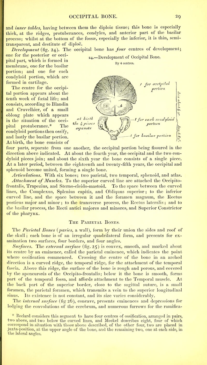 and inner tables, having between them the diploic tissue; this hone is especially thick, at the ridges, protuberances, condyles, and anterior part of the basilar process; whilst at the bottom of the fossae, especially the inferior, it is thin, semi- transparent, and destitute of diploe. Development (fig. 24). The occipital bone has jour centres of development; one for the jmsterior or occi- pital part, which is formed in membrane, one for the basilar portion; and one for each condyloid portion, wdiich are formed in cartilage. The centre for the occipi- tal portion appears about the tenth week of foetal life; and consists, according to Blandin and Cruvelhier, of a small oblong plate which appears in the situation of the occi- pital protuberance.* The condyloid portions then ossify, and lastly the basilar portion. At birth, the bone consists of four parts, separate from one another, the occipital portion being fissured in the direction above indicated. At about the fourth year, the occipital and the two con- dyloid pieces join; and about the sixth year the bone consists of a single piece. At a later period, between the eighteenth and twenty-fifth years, the occipital and sphenoid become united, forming a single bone. Articulations. With six bones; two parietal, two temporal, sphenoid, and atlas. Attachment of Muscles. To the superior curved line are attached the Occipito- frontalis, Trapezius, and Sterno-cleido-mastoid. To the space between the curved lines, the Complexus, Splenius capitis, and Obliquus superior; to the inferior curved line, and the space between it and the foramen magnum, the Rectus posticus major and minor; to the transverse process, the Rectus lateralis; and to the basilar process, the Recti antici majores and minores, and Superior Constrictor of the pharynx. The Parietal Bones. The Parietal Bones (paries, a wall), form by their union the sides and roof of the skull; each bone is of an irregular quadrilateral form, and presents for ex- amination two surfaces, four borders, and four angles. Surfaces. The external surface (fig. 25) is convex, smooth, and marked about its centre by an eminence, called the parietal eminence, which indicates the point where ossification commenced. Crossing the centre of the bone in an arched direction is a curved ridge, the temporal ridge, for the attachment of the temporal fascia. Above this ridge, the surface of the bone is rough and porous, and covered by the aponeurosis of the Occipito-frontalis; below it the bone is smooth, forms part of the temporal fossa, and affords attachment to the Temporal muscle. At the back part of the superior border, close to the sagittal suture, is a small foramen, the parietal foramen, which transmits a vein to the superior longitudinal sinus. Its existence is not constant, and its size varies considerably. The internal surface (fig 26), concave, presents eminences and depressions for lodging the convolutions of the cerebrum, and numerous furrows for the ramifica- * Beclard considers this segment to have four centres of ossification, arranged in pairs, two above, and two below the curved lines, and Meckel describes eight, four of which correspond in situation with those above described, of the other four, two are placed in juxta-position, at the upper angle of the bone, and the remaining two, one at each side, in the lateral angles. 24.—Development of Occipital Bone. By 4 centres. at turf A MS %JlC Jj.JJiecCS cep a rale. '.vital / j'ur occtpi pnrlio 11 / for each oondyloul I portion -1 jor Icvshlar portion •fs