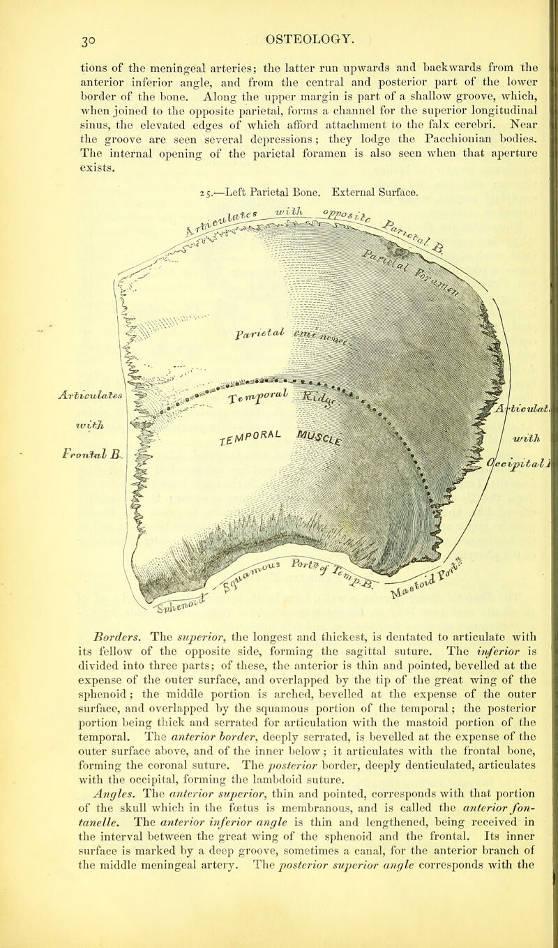 3° tions of the meningeal arteries; the latter run upwards and backwards from the anterior inferior angle, and from the central and posterior part of the lower border of the bone. Along the upper margin is part of a shallow groove, which, when joined to the opposite parietal, forms a channel for the superior longitudinal sinus, the elevated edges of which afford attachment to the falx cerebri. Near the groove are seen several depressions; they lodge the Pacchionian bodies. The internal opening of the parietal foramen is also seen when that aperture exists. 25.—Left Parietal Bone. External Surface. Articulates with Frontal B. Borders. The superior, the longest and thickest, is dentated to articulate with its fellow of the opposite side, forming the sagittal suture. The inferior is divided into three parts; of these, the anterior is thin and pointed, bevelled at the expense of the outer surface, and overlapped by the tip of the great wing of the sphenoid; the middle portion is arched, bevelled at the expense of the outer surface, and overlapped by the squamous portion of the temporal; the posterior portion being thick and serrated for articulation with the mastoid portion of the temporal. The anterior border, deeply serrated, is bevelled at the expense of the outer surface above, and of the inner below; it articulates with the frontal bone, forming the coronal suture. The posterior border, deeply denticulated, articulates with the occipital, forming the lambdoid suture. Angles. The anterior superior, thin and pointed, corresponds with that portion of the skull which in the foetus is membranous, and is called the anterior fon- tanelle. The anterior inferior angle is thin and lengthened, being received in the interval between the great wing of the sphenoid and the frontal. Its inner surface is marked by a deep groove, sometimes a canal, for the anterior branch of the middle meningeal artery. The posterior superior angle corresponds with the