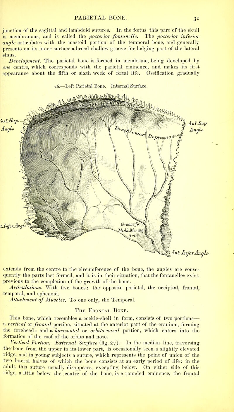 junction of tho sagittal and lambdoid sutures. In the foetus this part of the skull is membranous, and is called the posterior fontanelle. The posterior inferior angle articulates with the mastoid portion of the temporal bone, and generally presents on its inner surface a broad shallow groove for lodging part of the lateral sinus. Development. The parietal bone is formed in membrane, being developed by one centre, which corresponds with the parietal eminence, and makes its first appearance about the fifth or sixth week of foetal life. Ossification gradually 26.—Left Parietal Bone. Internal Surface. extends from the centre to the circumference of the bone, the angles are conse- quently the parts last formed, and it is in their situation, that the fontanelles exist, previous to the completion of the growth of the bone. Articulations. With five bones; the opposite parietal, the occipital, frontal, temporal, and sphenoid. Attachment of Muscles. To one only, the Temporal. The Frontal Bone. This bone, which resembles a cockle-shell in form, consists of two portions— a vertical or frontal portion, situated at the anterior part of the cranium, forming the forehead; and a horizontal or orbito-nasal portion, which enters into the formation of the roof of the orbits and nose. Vertical Portion. External Surface (fig. 27). In the median line, traversing the bone from the upper to its lower part, is occasionally seen a slightly elevated ridge, and in young subjects a suture, which represents the point of union of the two lateral halves of which the bone consists at an early period of life: in the adult, this suture usually disappears, excepting below. On either side of this ridge, a little below the centre of the bone, is a rounded eminence, the frontal