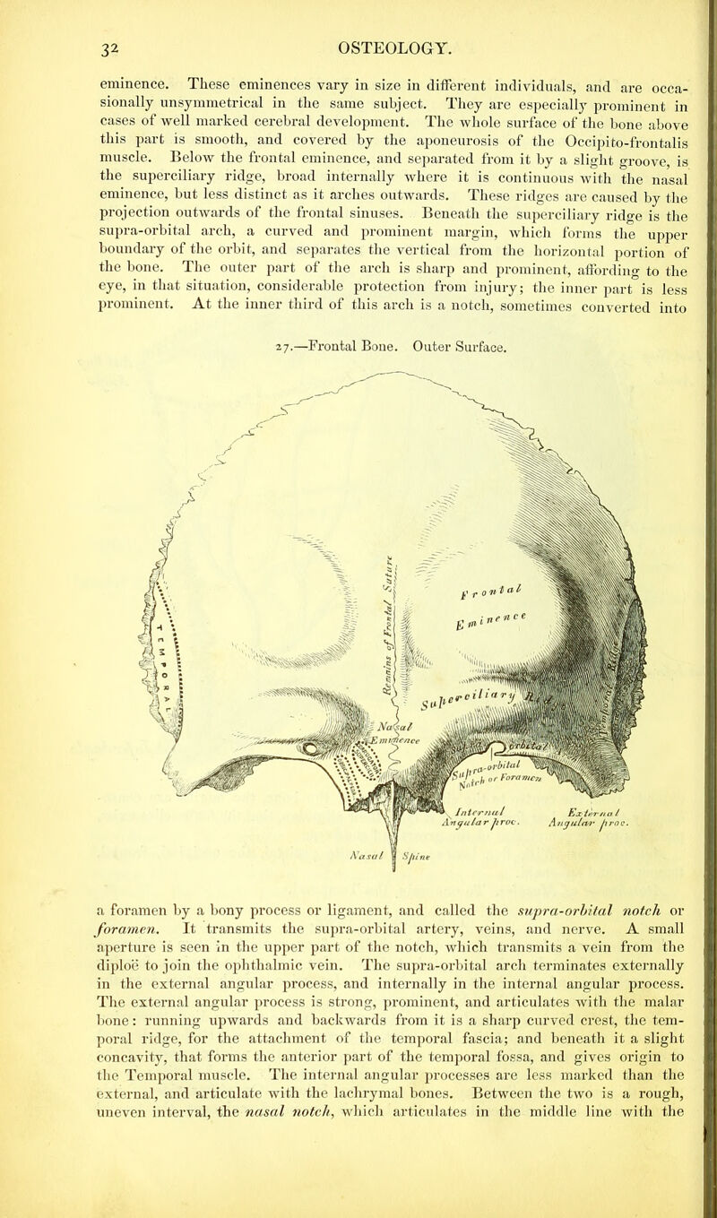 eminence. These eminences vary in size in different individuals, and are occa- sionally unsymmetrical in the same subject. They are especially prominent in cases of well marked cerebral development. The whole surface of the bone above this part is smooth, and covered by the aponeurosis of the Occipito-frontalis muscle. Below the frontal eminence, and separated from it by a slight groove, is the superciliary ridge, broad internally where it is continuous with the nasal eminence, but less distinct as it arches outwards. These ridges are caused by the projection outwards of the frontal sinuses. Beneath the superciliary ridge is the supra-orbital arch, a curved and prominent margin, which forms the upper boundary of the orbit, and separates the vertical from the horizontal portion of the bone. The outer part of the arch is sharp and prominent, affording to the eye, in that situation, considerable protection from injury; the inner part is less prominent. At the inner third of this arch is a notch, sometimes converted into 27.—Frontal Bone. Outer Surface. a foramen by a bony process or ligament, and called the supra-orbital notch or foramen. It transmits the supra-orbital artery, veins, and nerve. A small aperture is seen in the upper part of the notch, which transmits a vein from the diploe to join the ophthalmic vein. The supra-orbital arch terminates externally in the external angular process, and internally in the internal angular process. The external angular process is strong, prominent, and articulates with the malar bone: running upwards and backwards from it is a sharp curved crest, the tem- poral ridge, for the attachment of the temporal fascia; and beneath it a slight concavity, that forms the anterior part of the temporal fossa, and gives origin to the Temporal muscle. The internal angular processes are less marked than the external, and articulate with the lachrymal bones. Between the two is a rough, uneven interval, the nasal notch, which articulates in the middle line with the