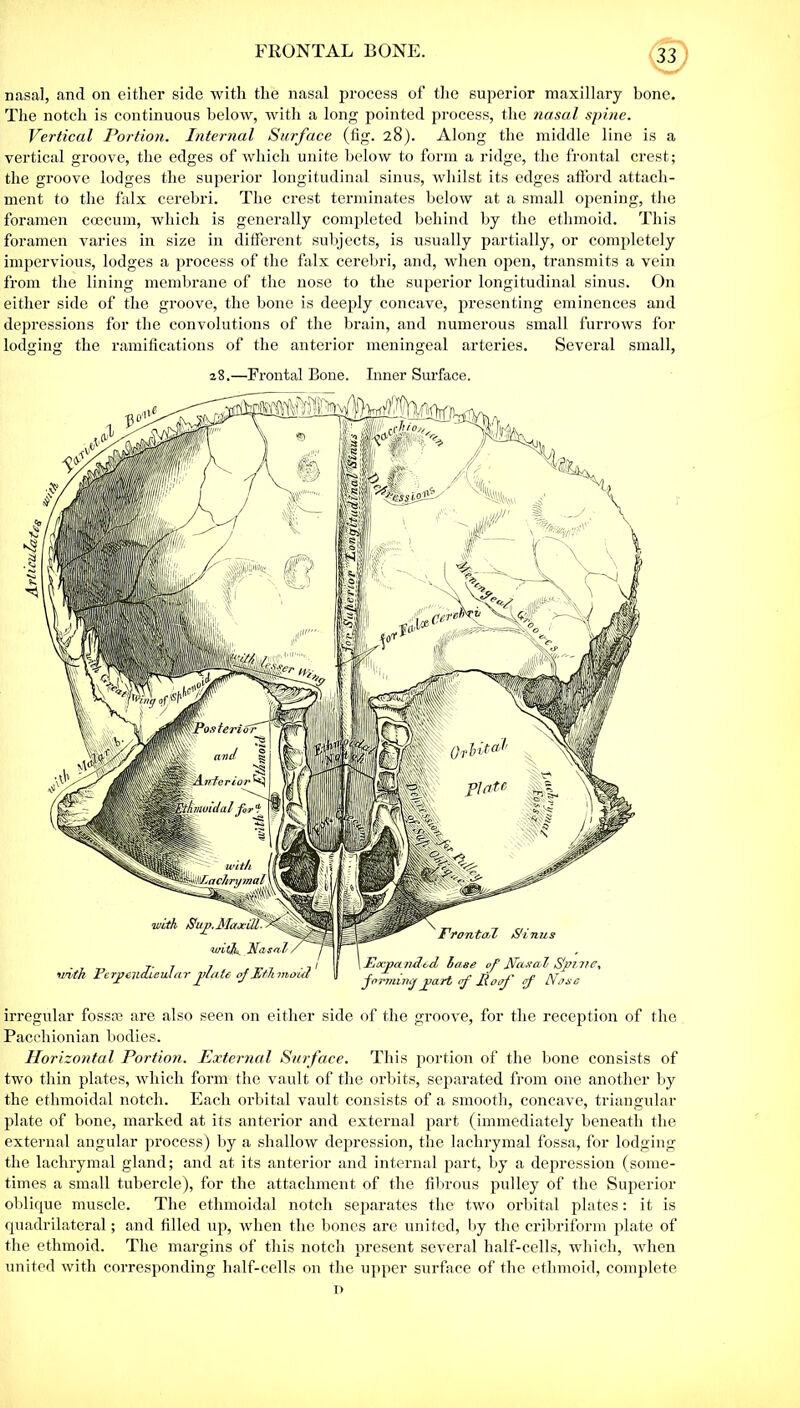 nasal, and on either side with the nasal process of the superior maxillary bone. The notch is continuous below, with a long pointed process, the nasal spine. Vertical Portion. Internal Surface (fig. 28). Along the middle line is a vertical groove, the edges of which unite below to form a ridge, the frontal crest; the groove lodges the superior longitudinal sinus, whilst its edges afford attach- ment to the falx cerebri. The crest terminates below at a small opening, the foramen ccecum, which is generally completed behind by the ethmoid. This foramen varies in size in different subjects, is usually partially, or completely impervious, lodges a process of the falx cerebri, and, when open, transmits a vein from the lining membrane of the nose to the superior longitudinal sinus. On either side of the groove, the bone is deeply concave, presenting eminences and depressions for the convolutions of the brain, and numerous small furrows for lodging the ramifications of the anterior meningeal arteries. Several small, 28.—Frontal Bone. Inner Surface. irregular fossa? are also seen on either side of the groove, for the reception of the Pacchionian bodies. Horizontal Portion. External Surface. This portion of the bone consists of two thin plates, which form the vault of the orbits, separated from one another by the ethmoidal notch. Each orbital vault consists of a smooth, concave, triangular plate of bone, marked at its anterior and external part (immediately beneath the external angular process) by a shallow depression, the lachrymal fossa, for lodging the lachrymal gland; and at its anterior and internal part, by a depression (some- times a small tubercle), for the attachment of the fibrous pulley of the Superior oblique muscle. The ethmoidal notch separates the two orbital plates: it is quadrilateral; and filled up, when the bones are united, by the cribriform plate of the ethmoid. The margins of this notch present several half-cells, which, when united with corresponding half-cells on the upper surface of the ethmoid, complete